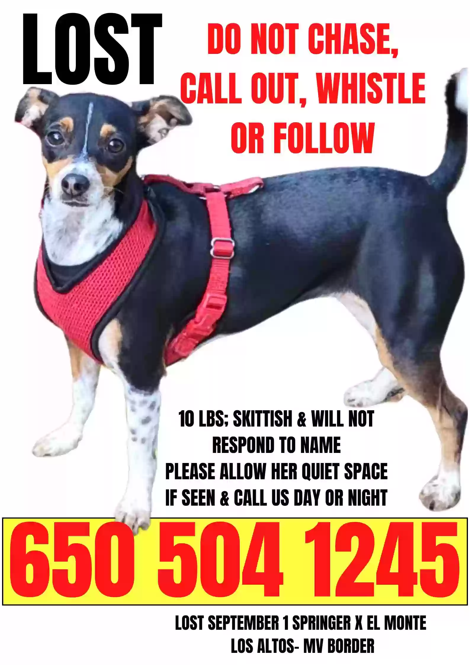 Lost dog in Los Altos, CA, 94022