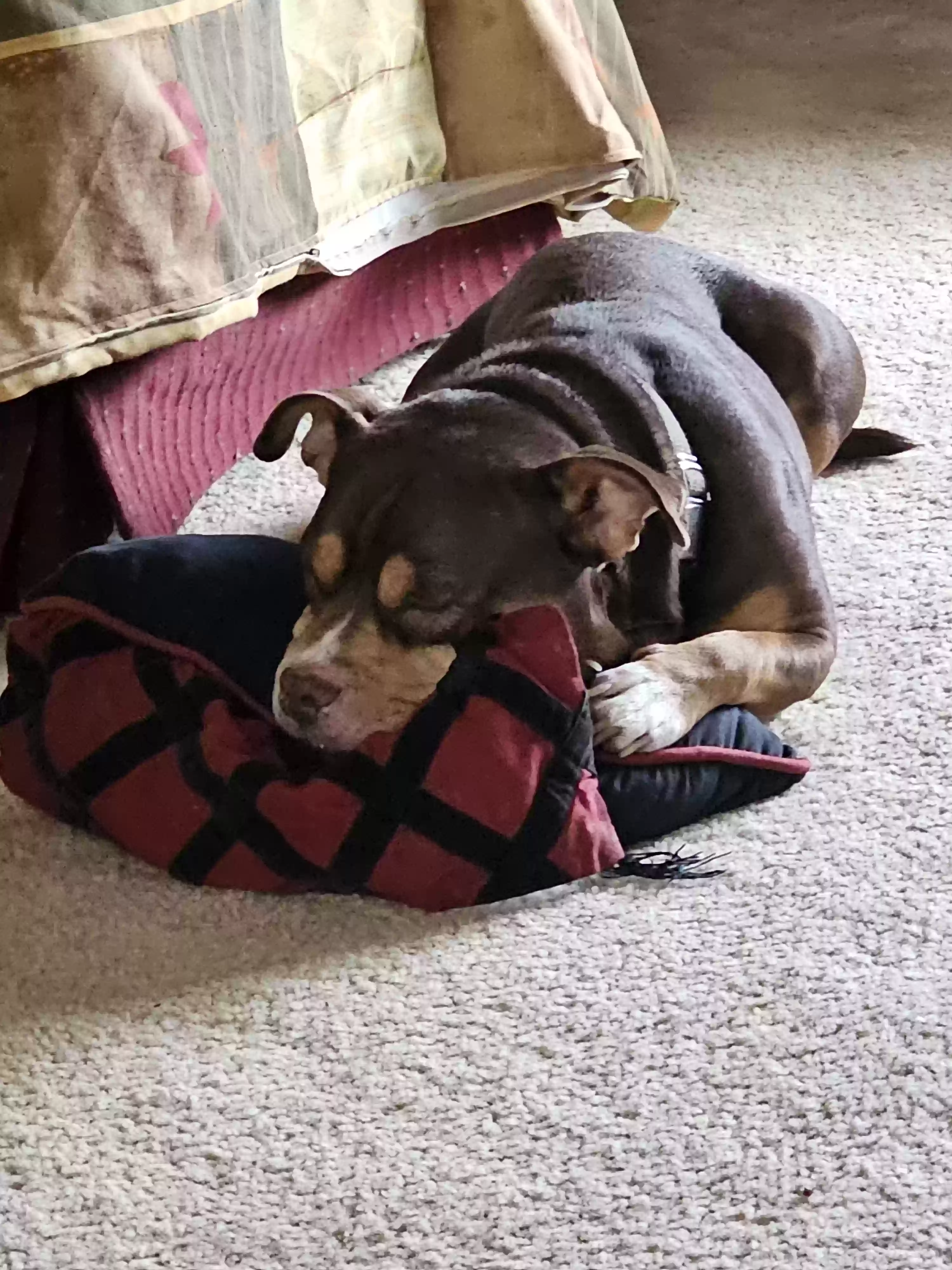 Lost dog in Rogers, AR, 72758