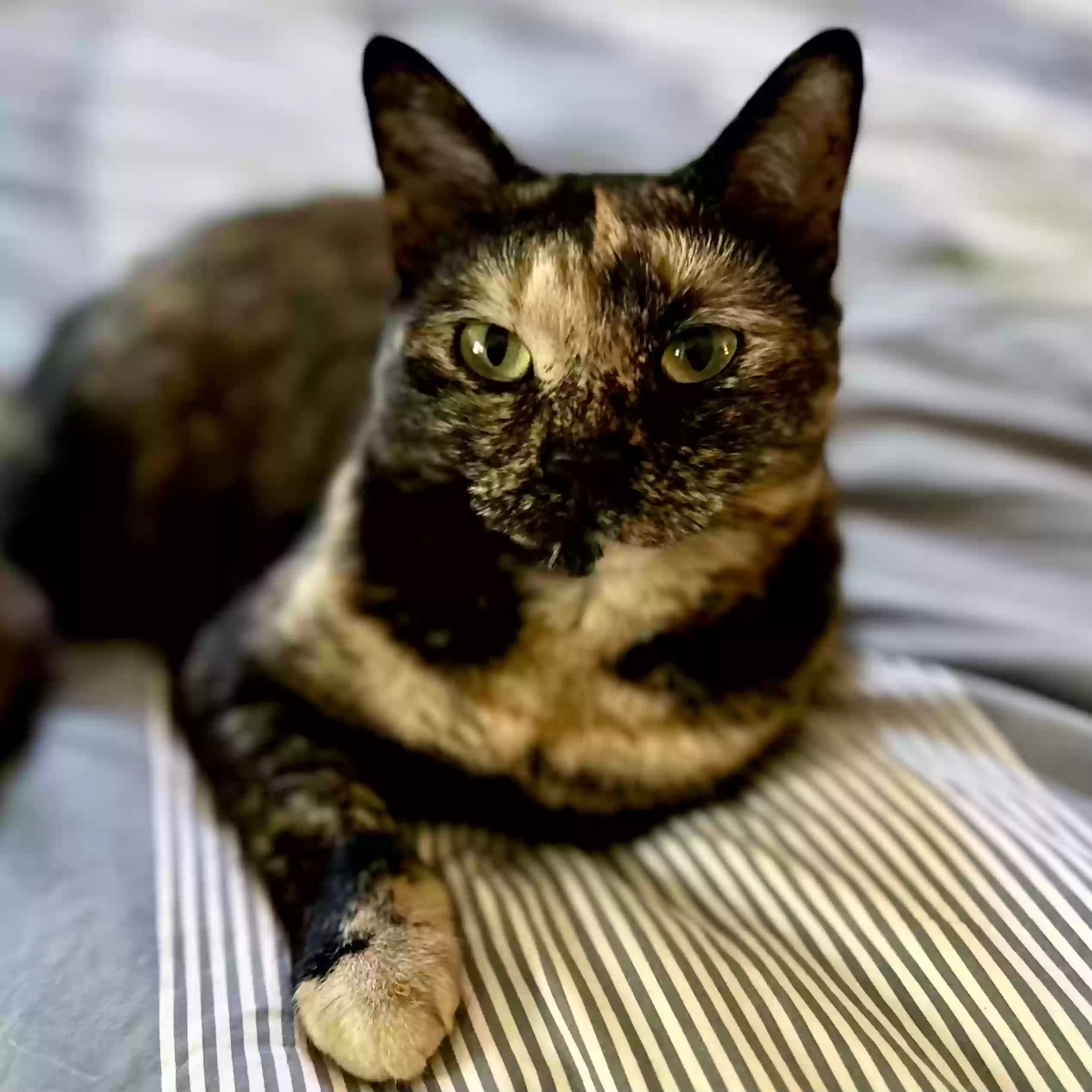 Lost cat in Ballston Spa, NY, 12020