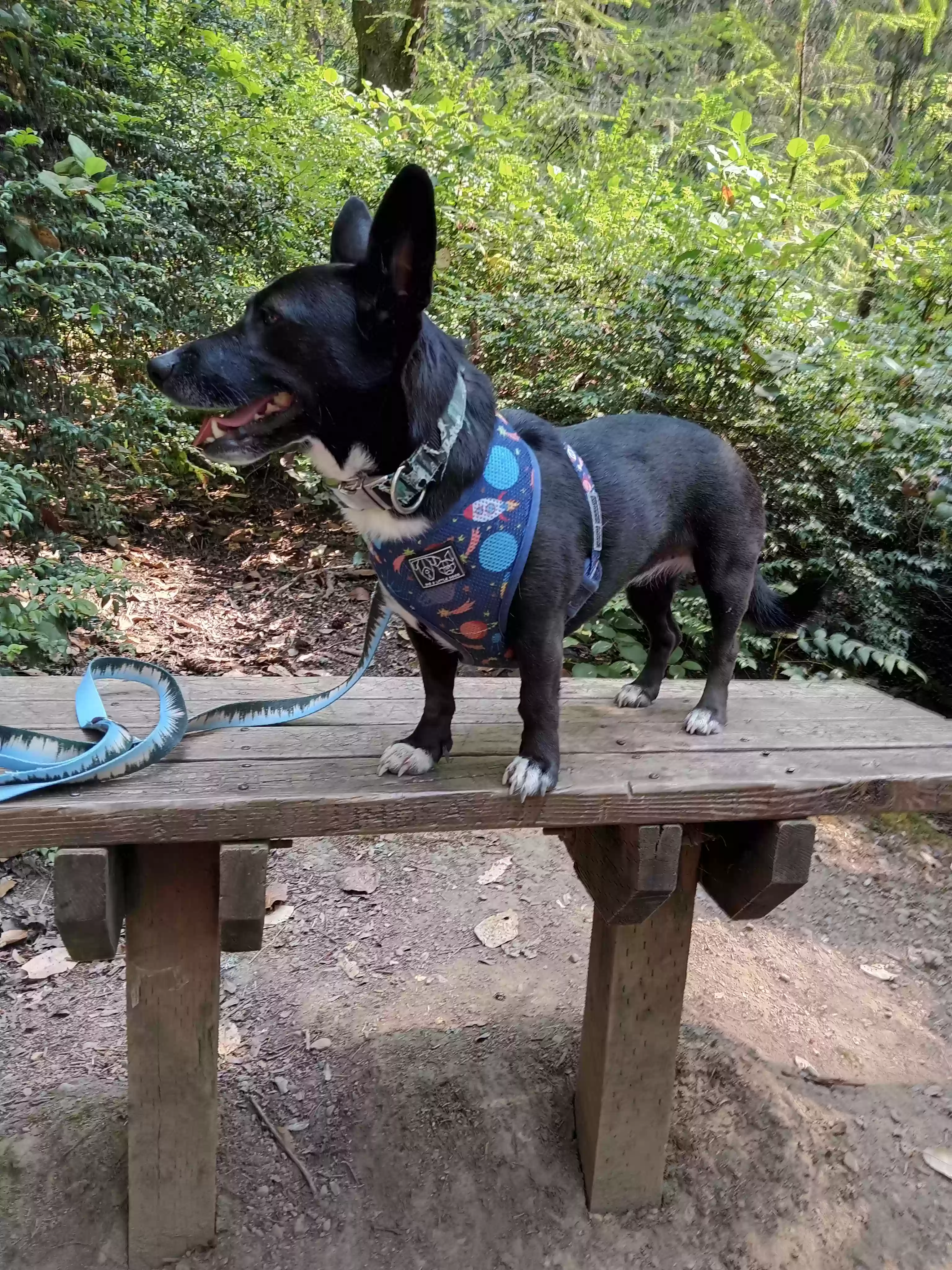 Lost dog in Belfair, WA, 98528