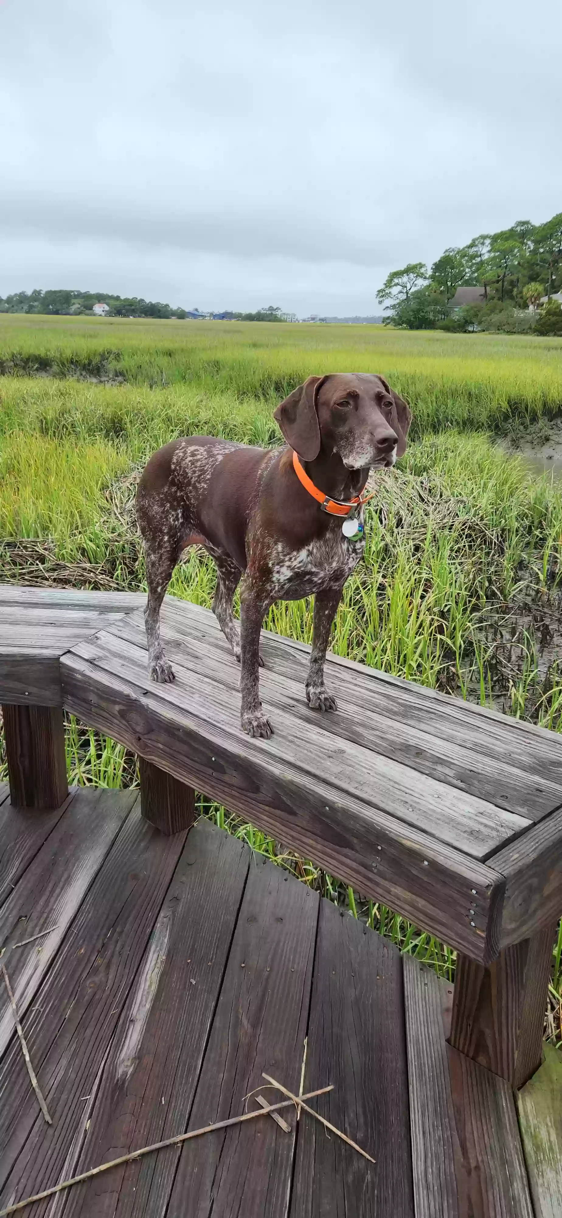 Lost dog in Watkinsville, GA, 30677
