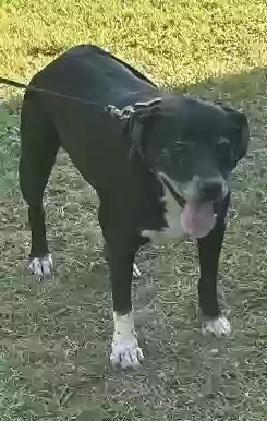 Lost dog in Mooresville, IN, 46158