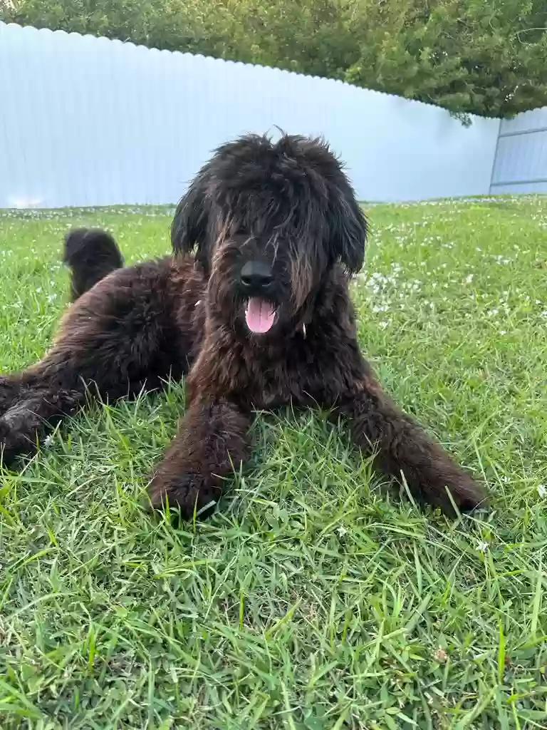 Lost dog in Okeechobee, FL, 34972