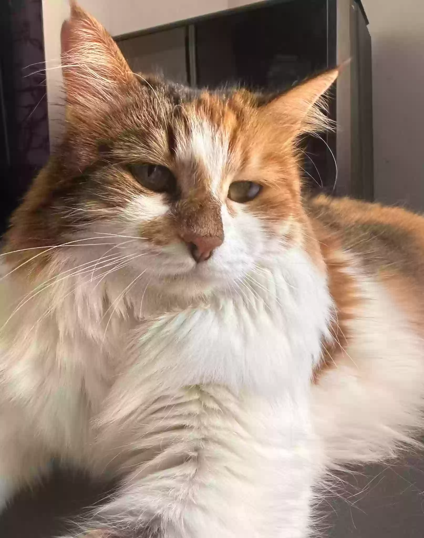 Lost cat in Virginia Beach, VA, 23454