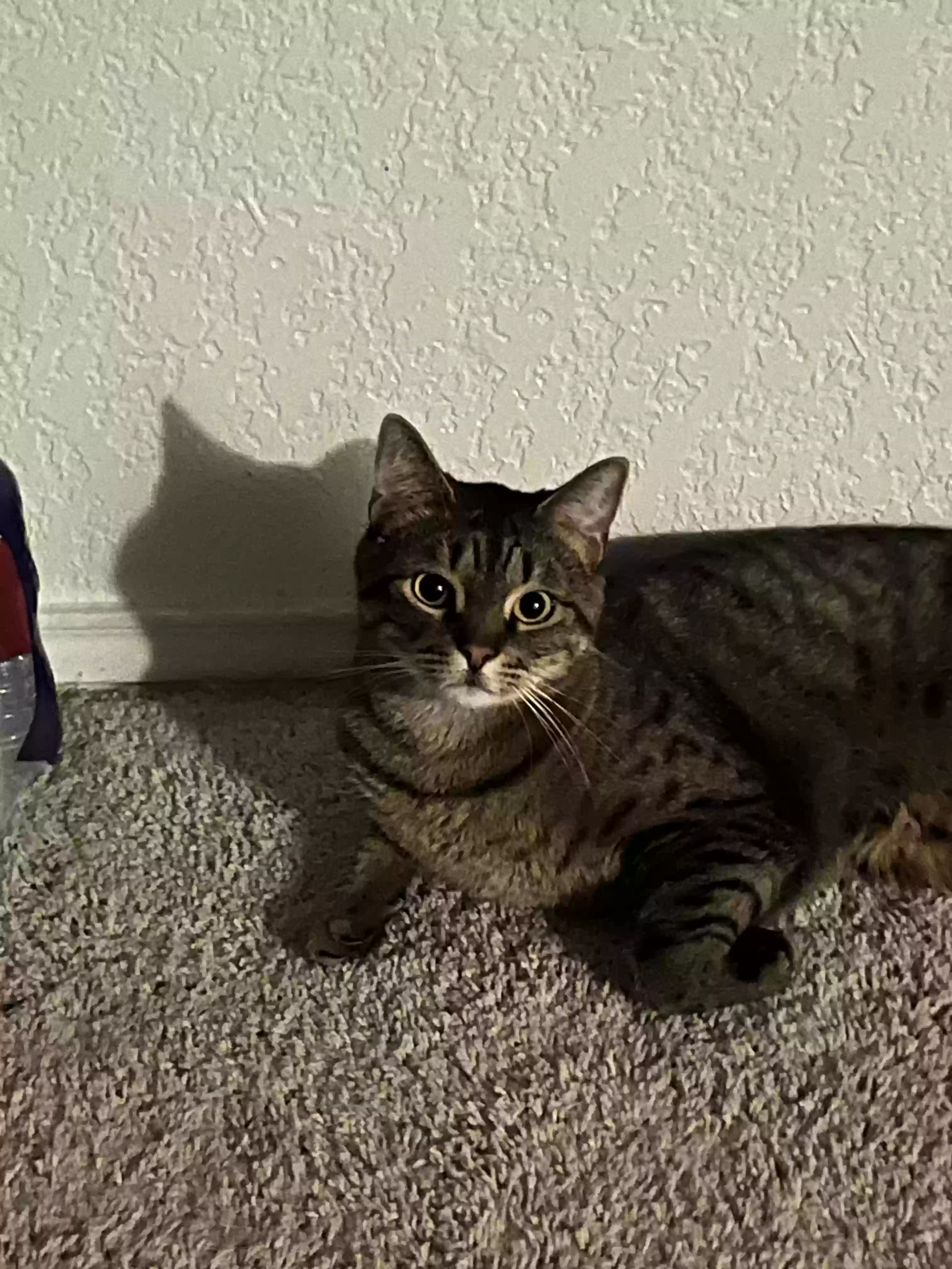 Lost cat in San Antonio, TX, 78233
