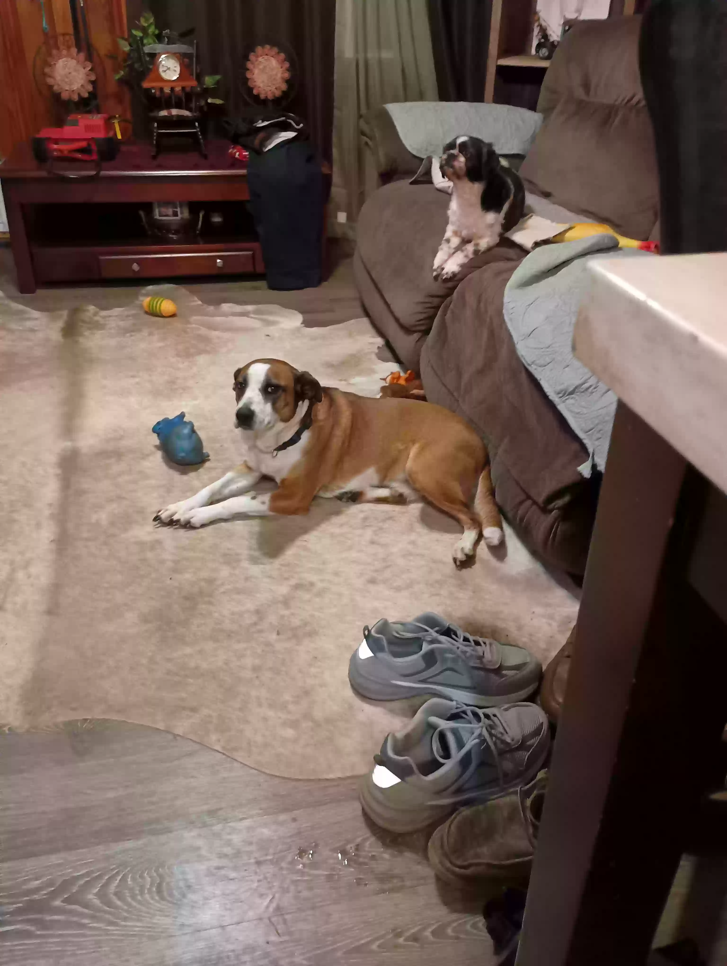 Lost dog in Cleveland, TX, 77328