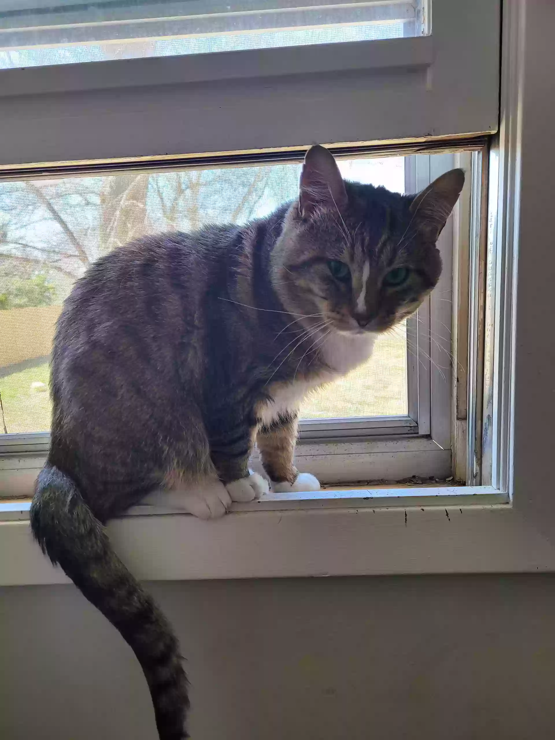 Lost cat in Bellevue, NE, 68005