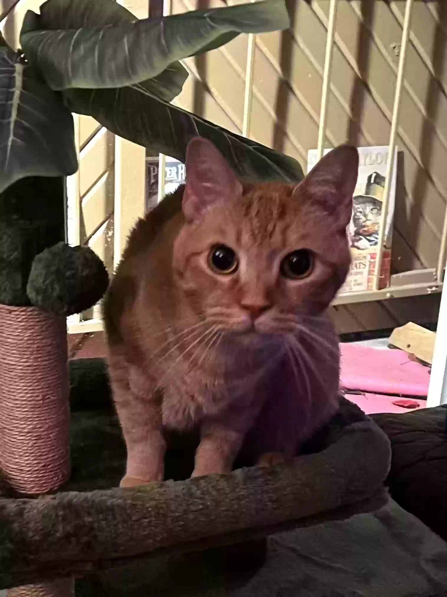 Lost cat in Dallas, TX, 75228