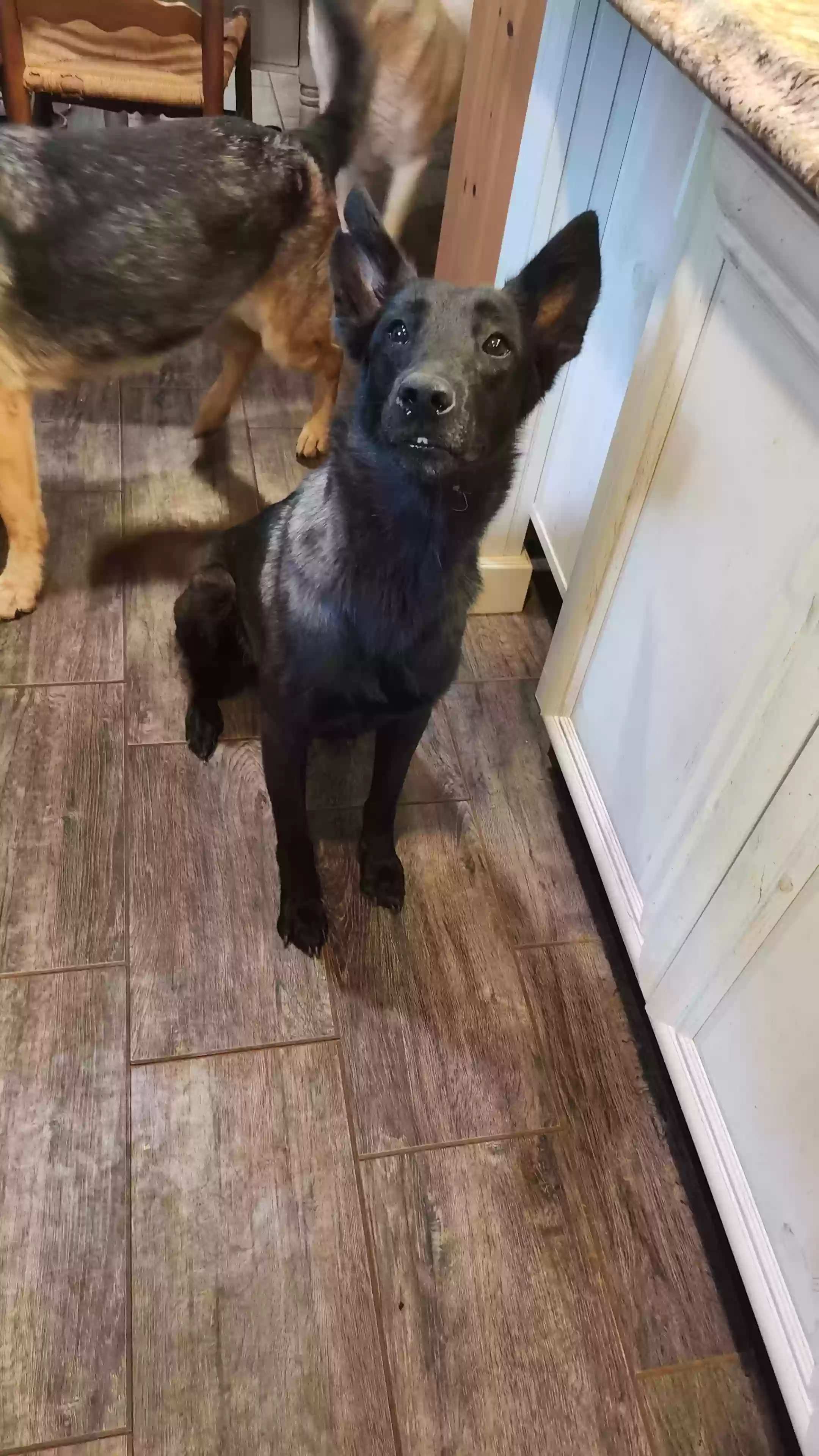Lost dog in Danielsville, GA, 30633