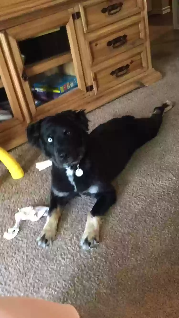 Lost dog in Merkel, TX, 79536