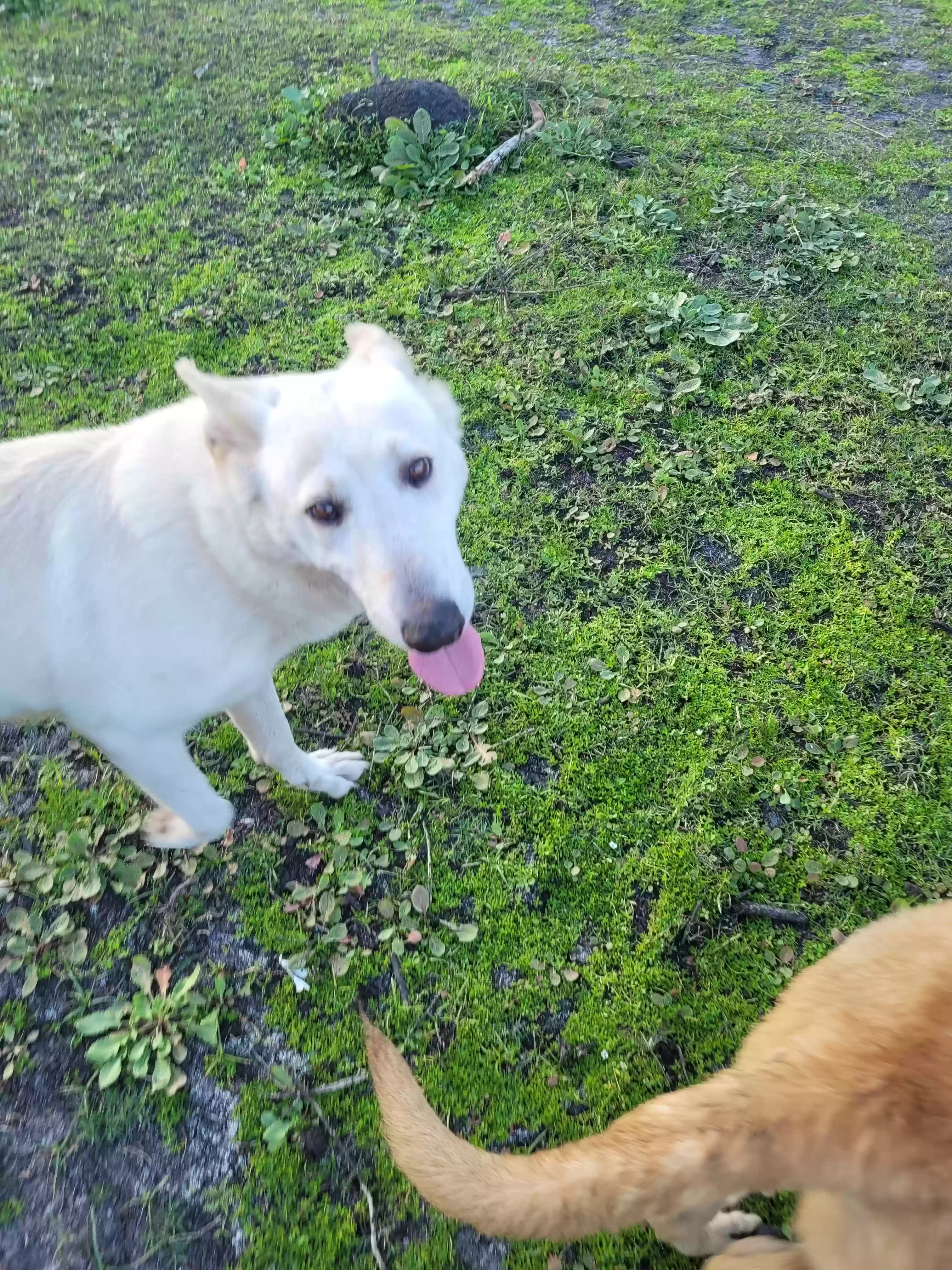 Lost dog in Oviedo, FL, 32765