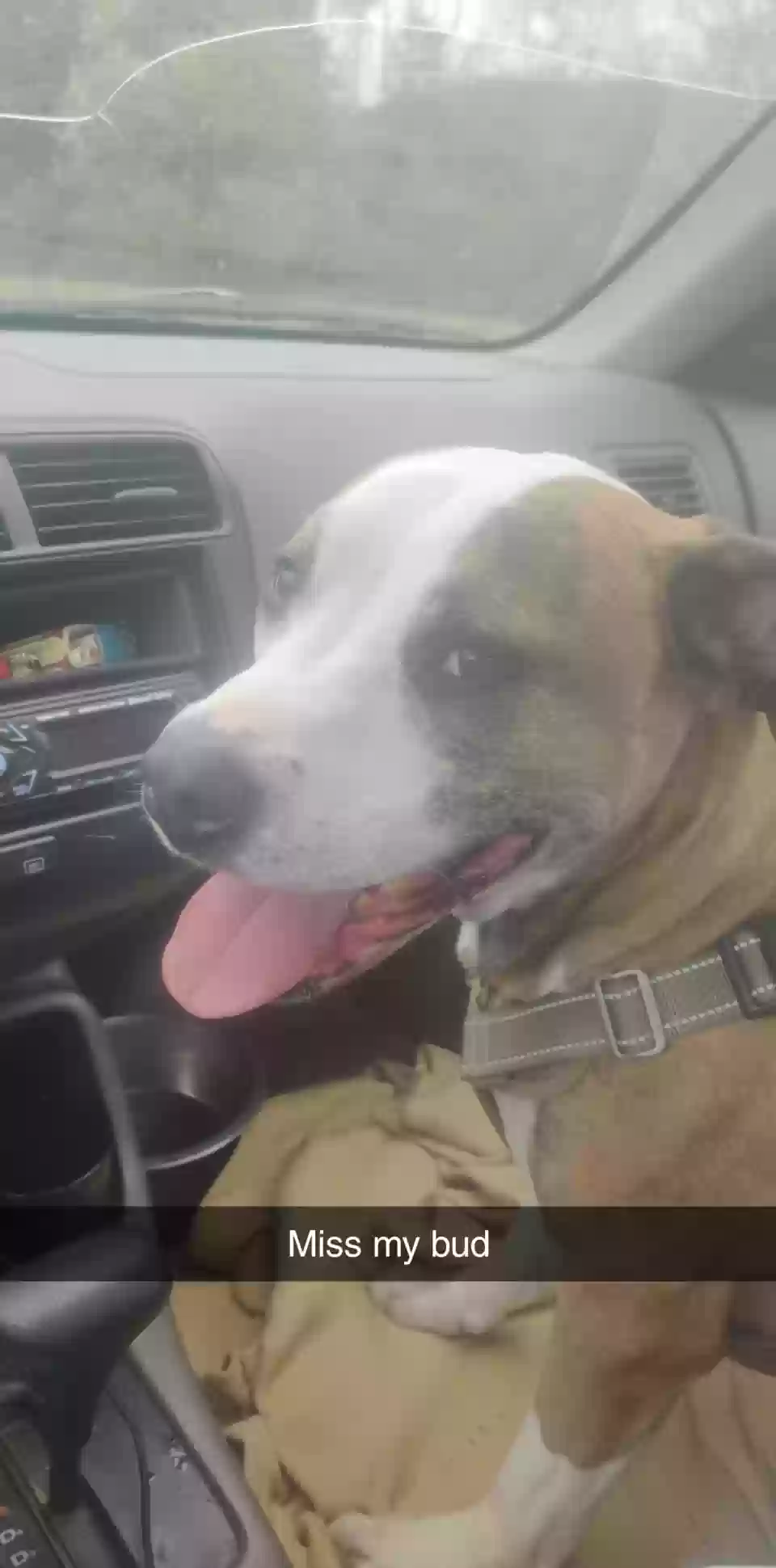 Lost dog in Maiden, NC, 28650