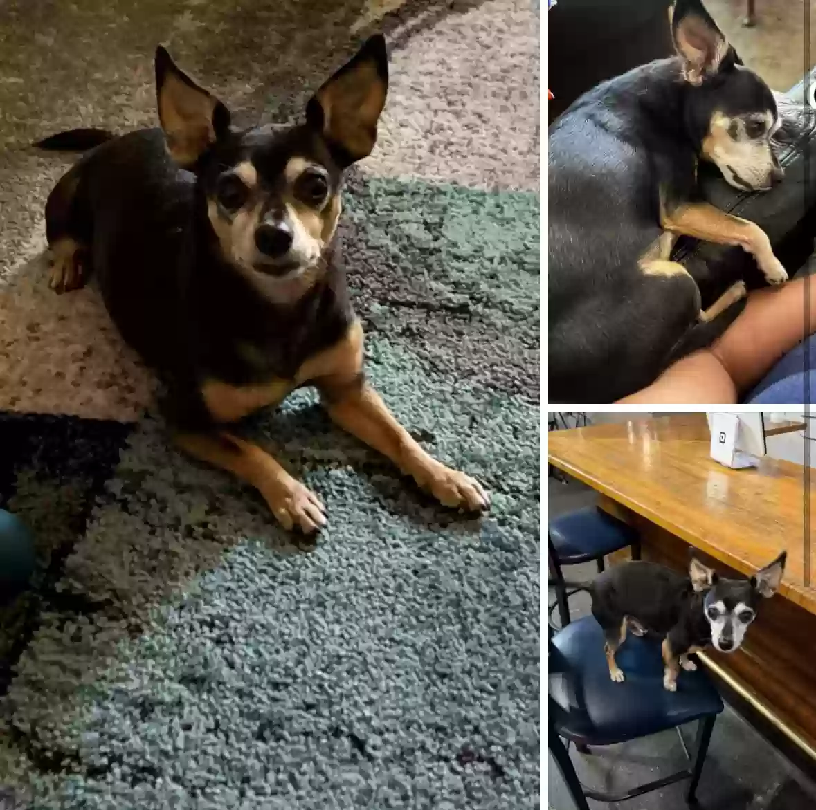 Lost dog in Yuba City, CA, 95991