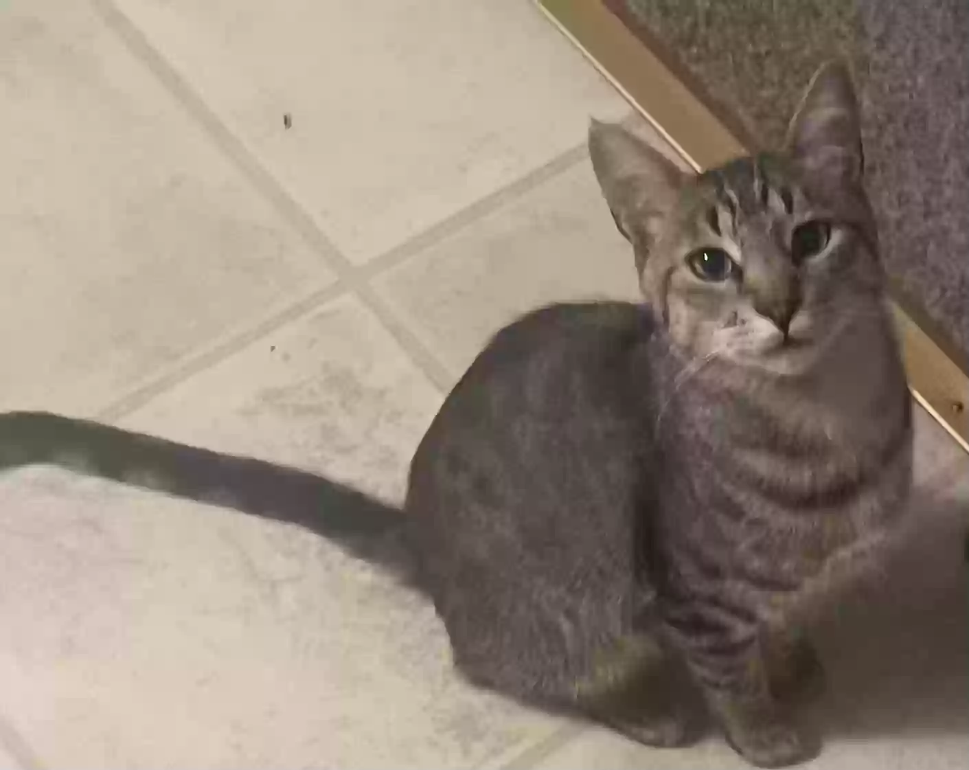 Lost cat in Reno, NV, 89512