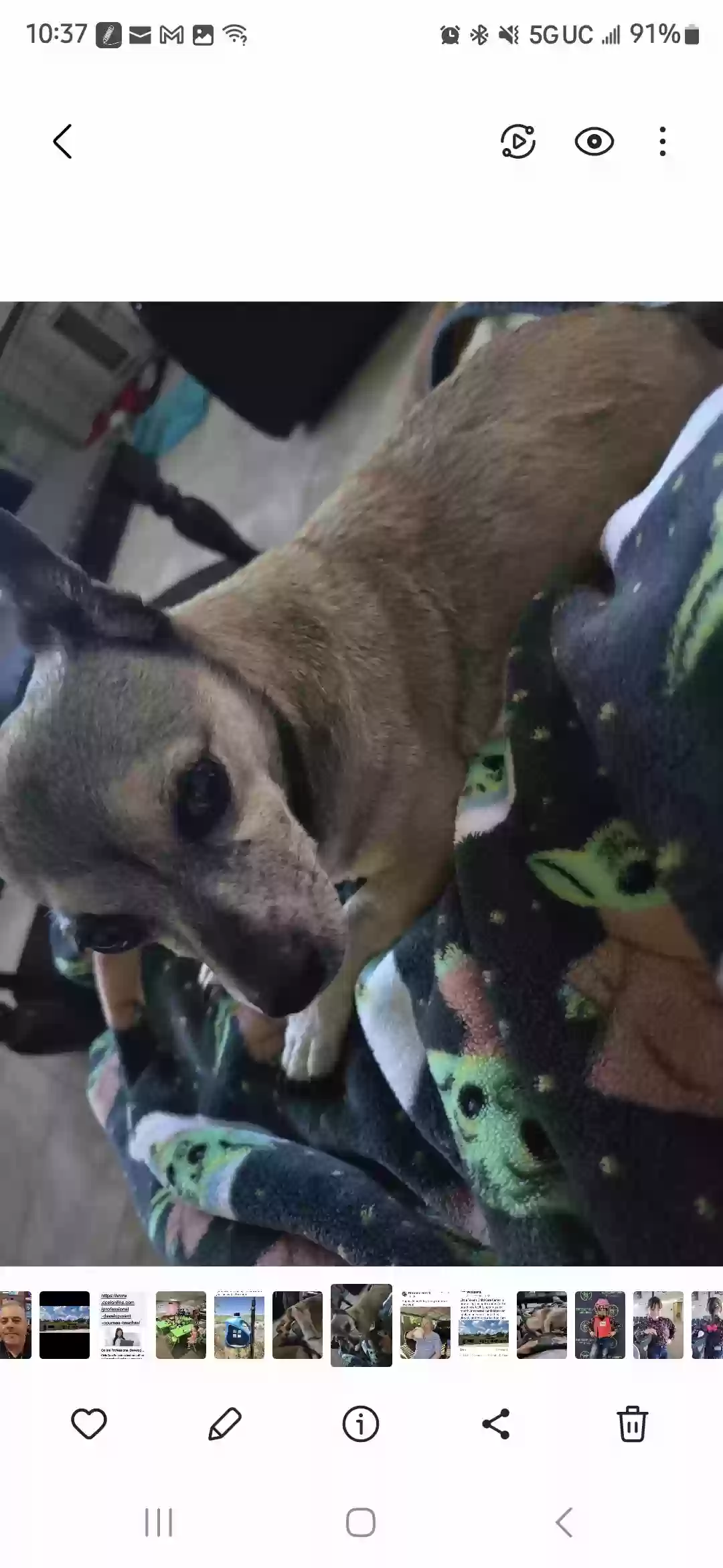 Lost dog in Conroe, TX, 77301