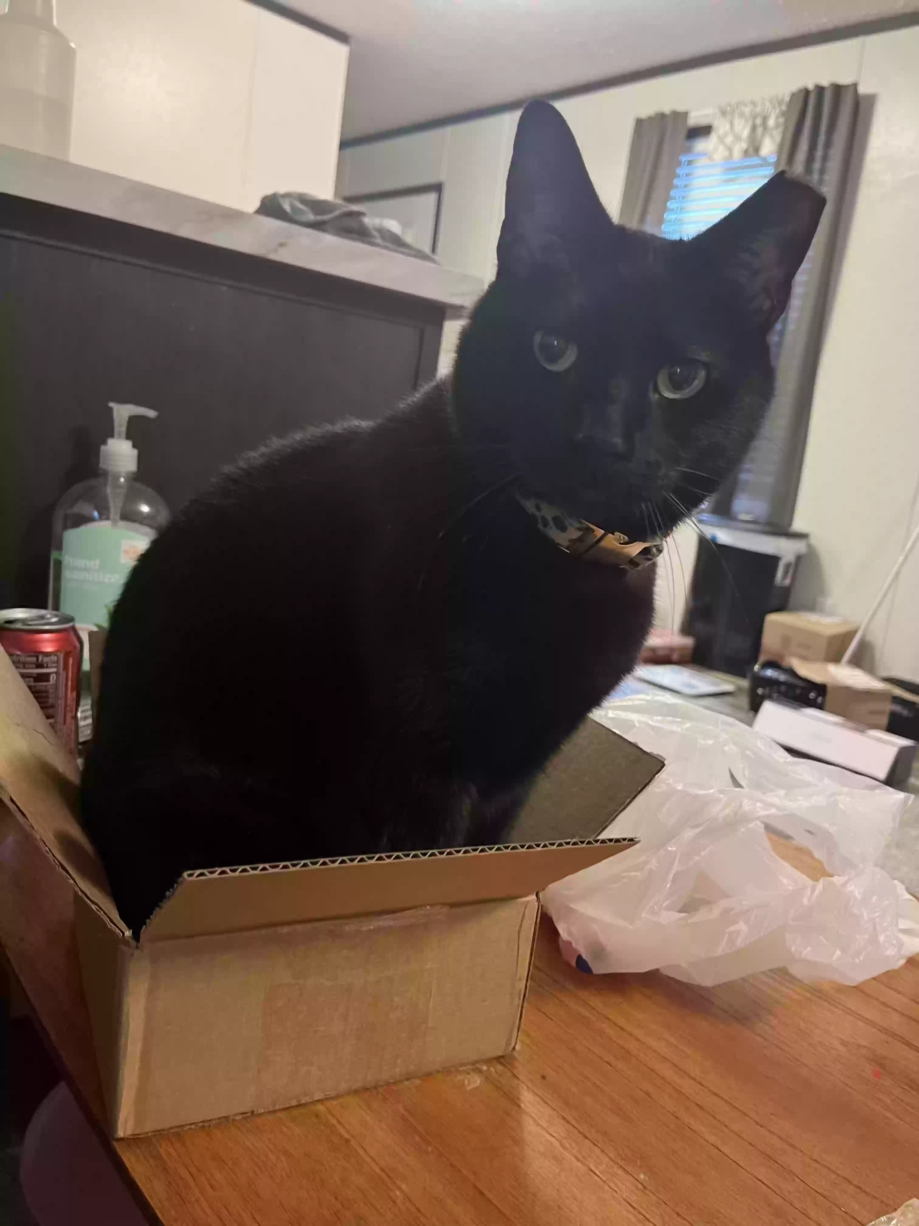 Lost cat in Whitmore Lake, MI, 48189