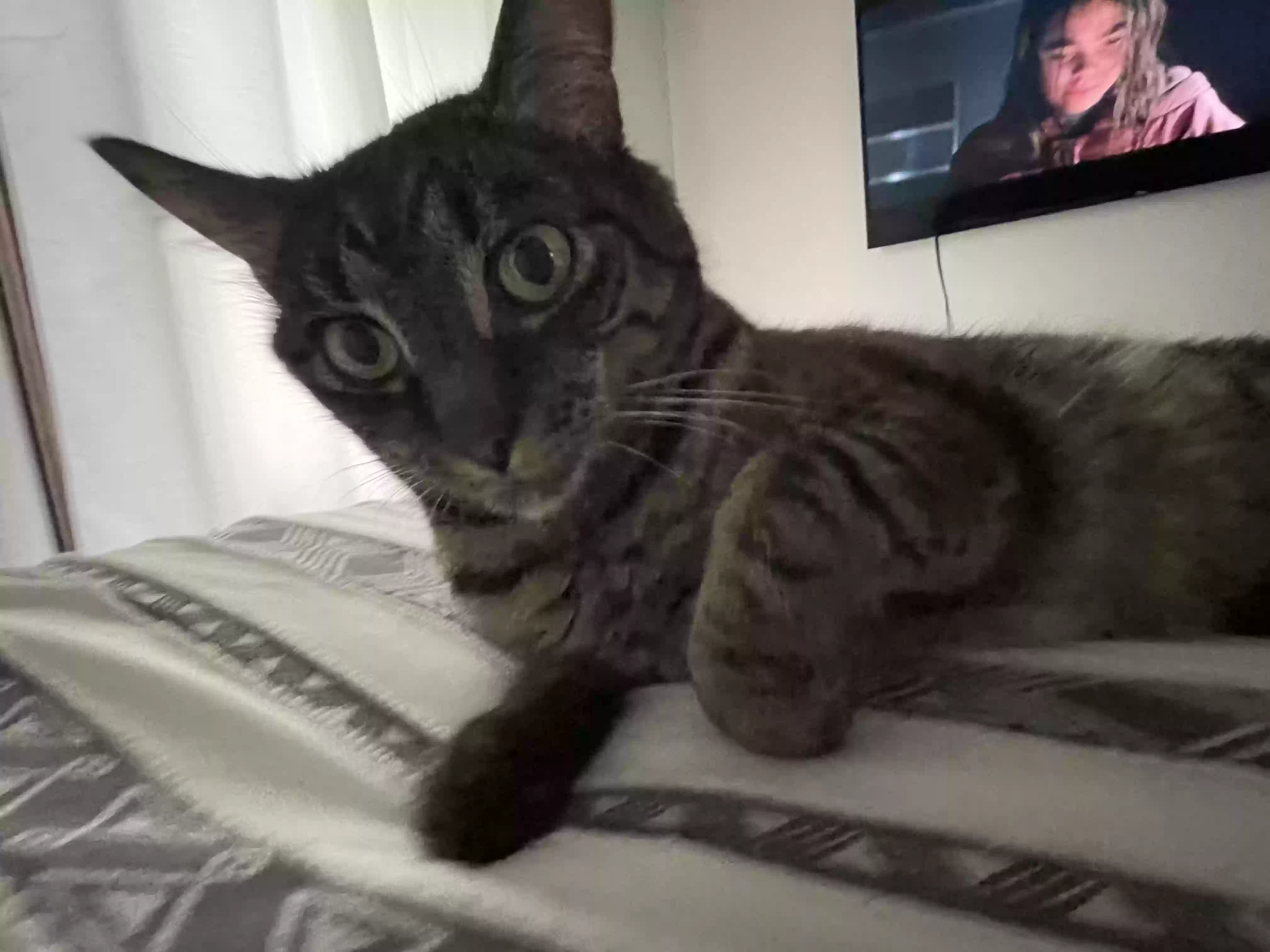 Lost cat in Chicago, IL, 60640