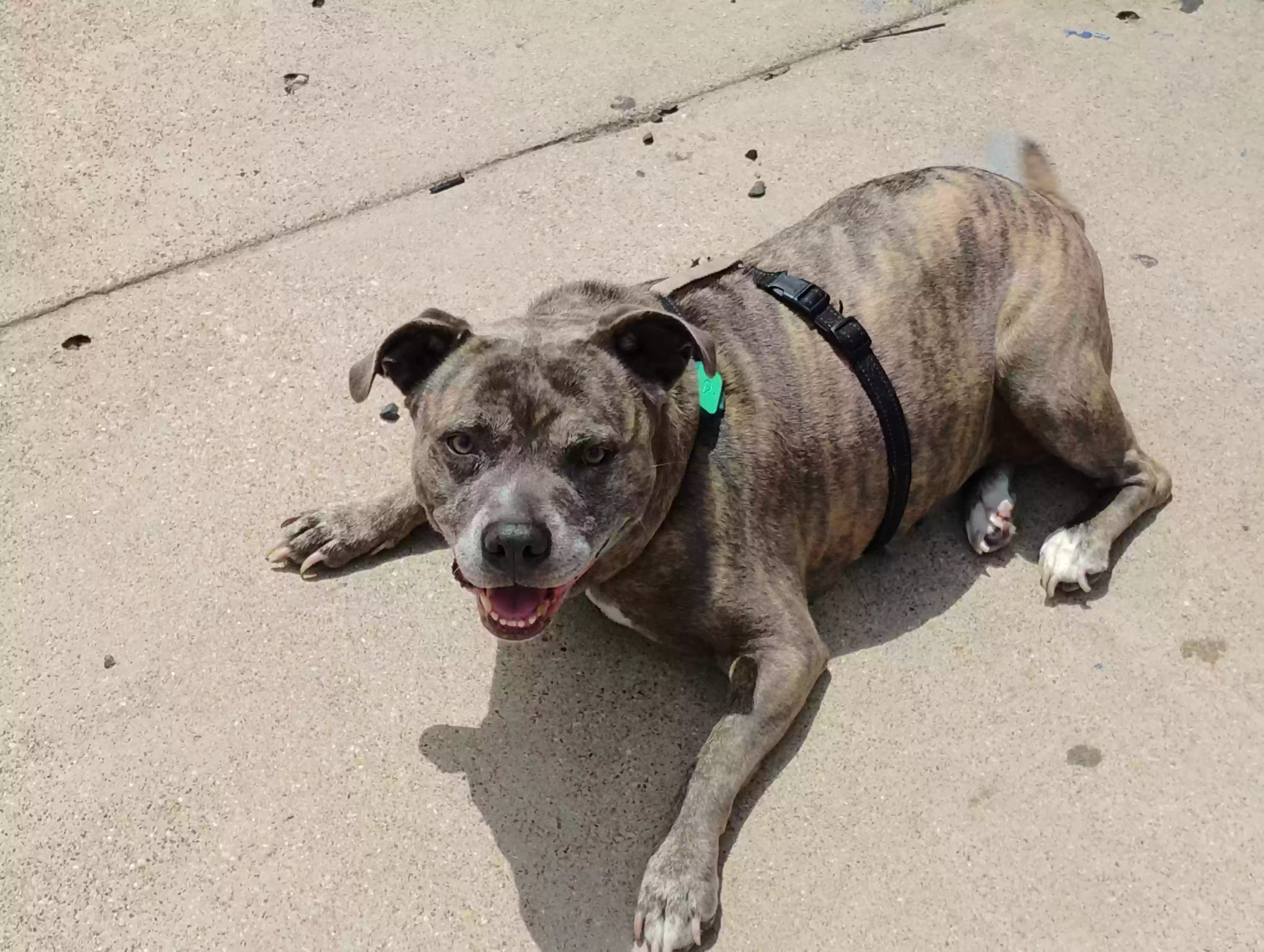 Lost dog in Arlington, TX, 76001
