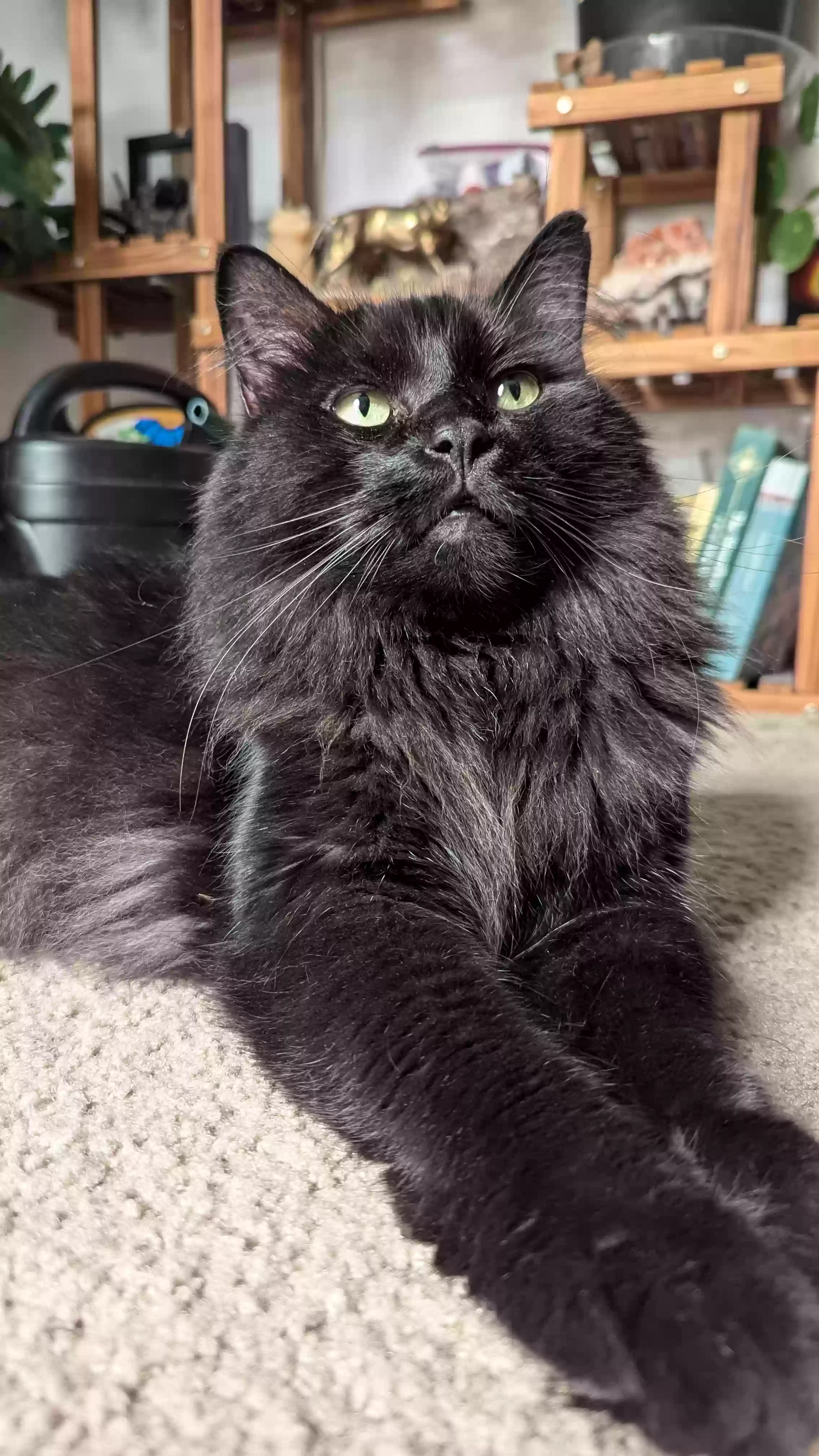 Lost cat in Hudson, CO, 80642