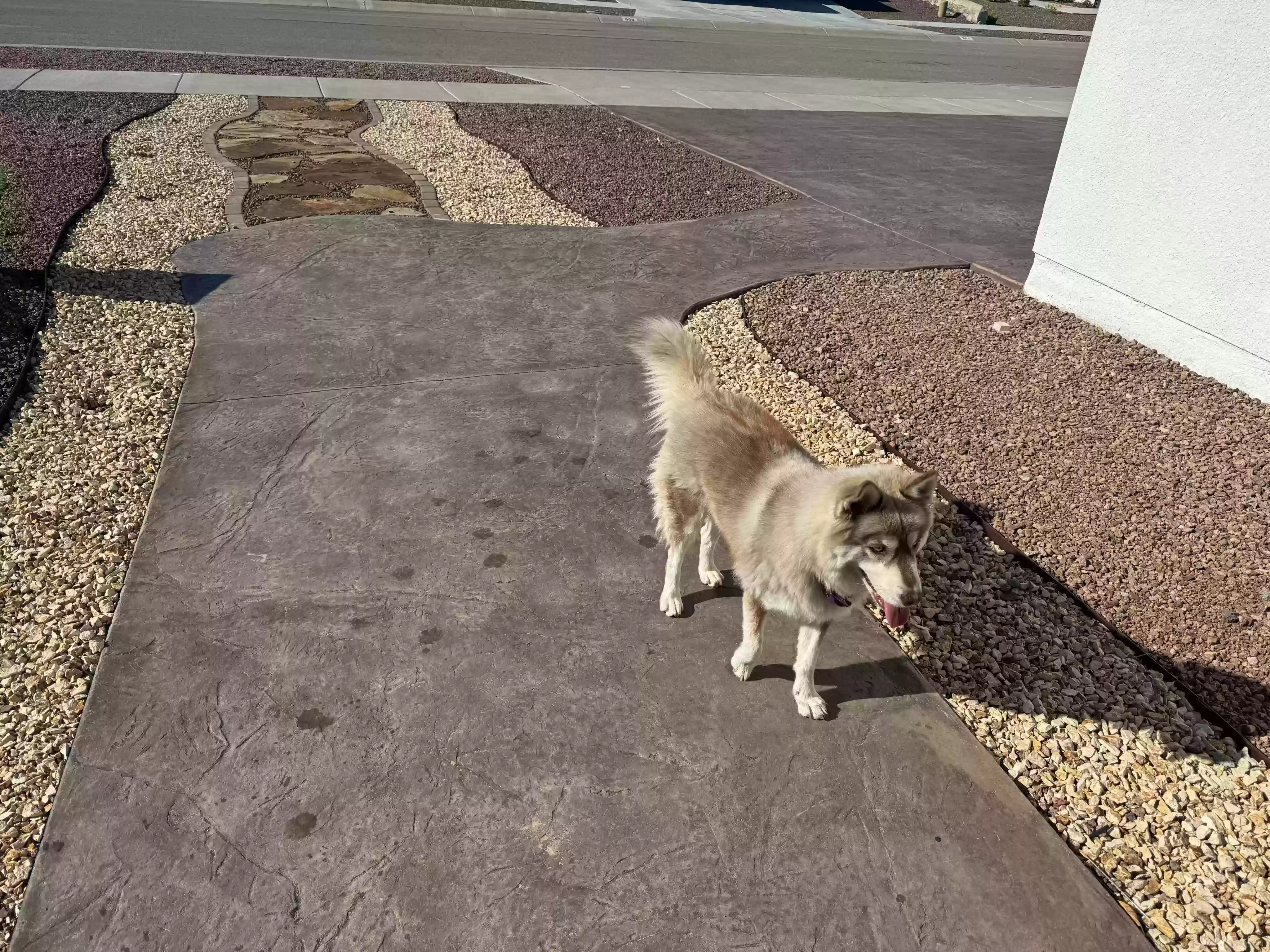 Found dog in Canutillo, TX, 79835