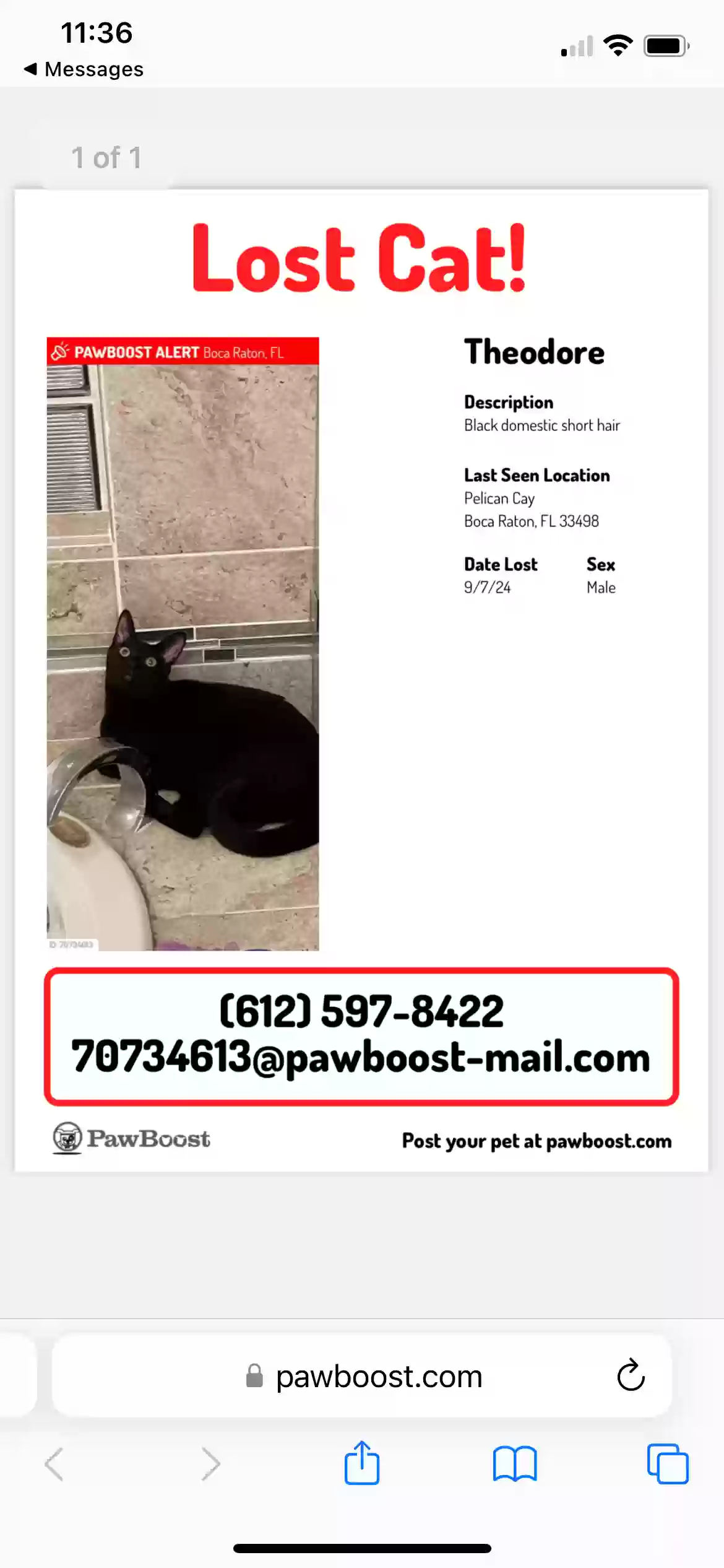 Lost cat in Boca Raton, FL, 33498