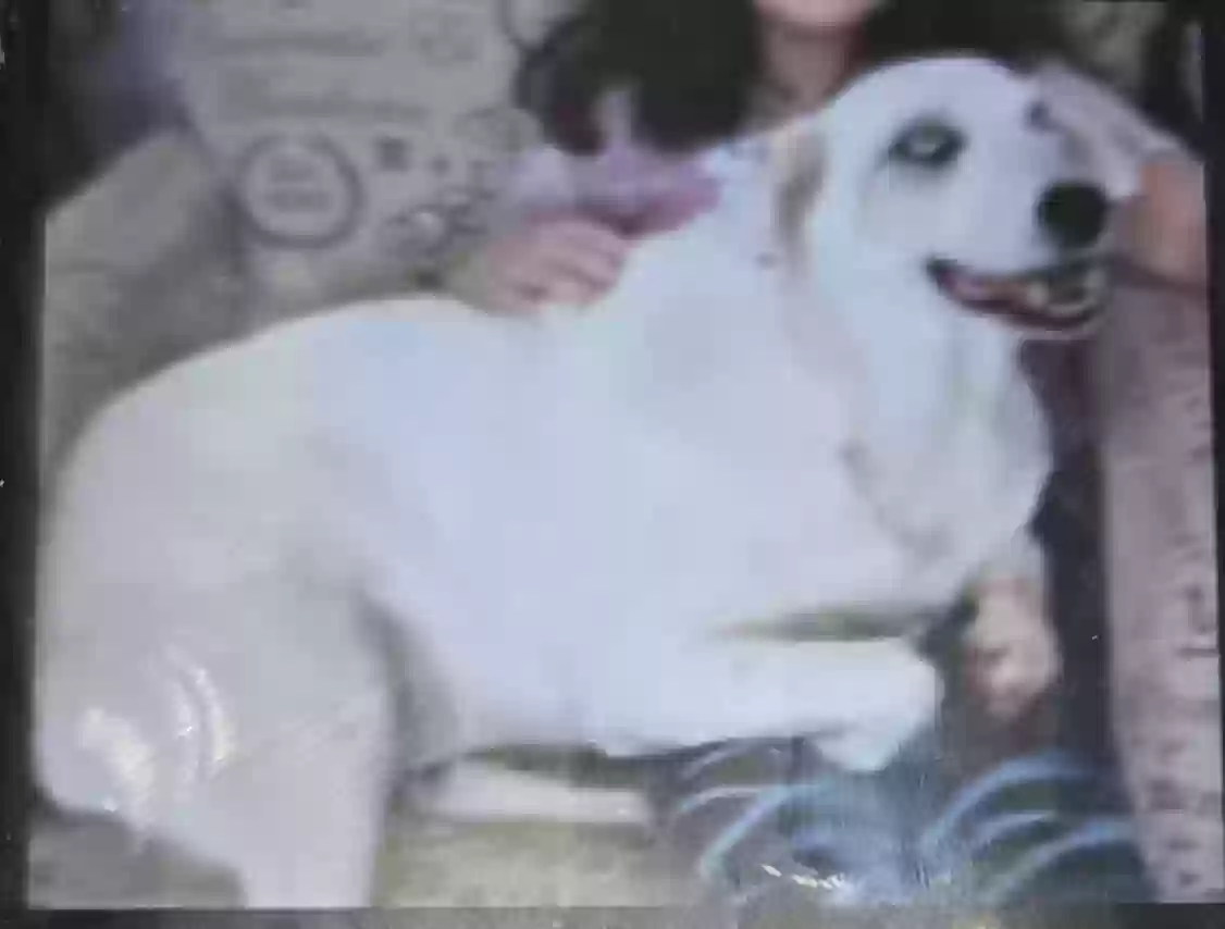 Lost dog in Valley Springs, CA, 95252
