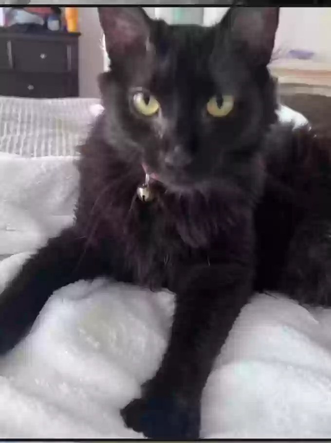 Lost cat in Las Vegas, NV, 89145