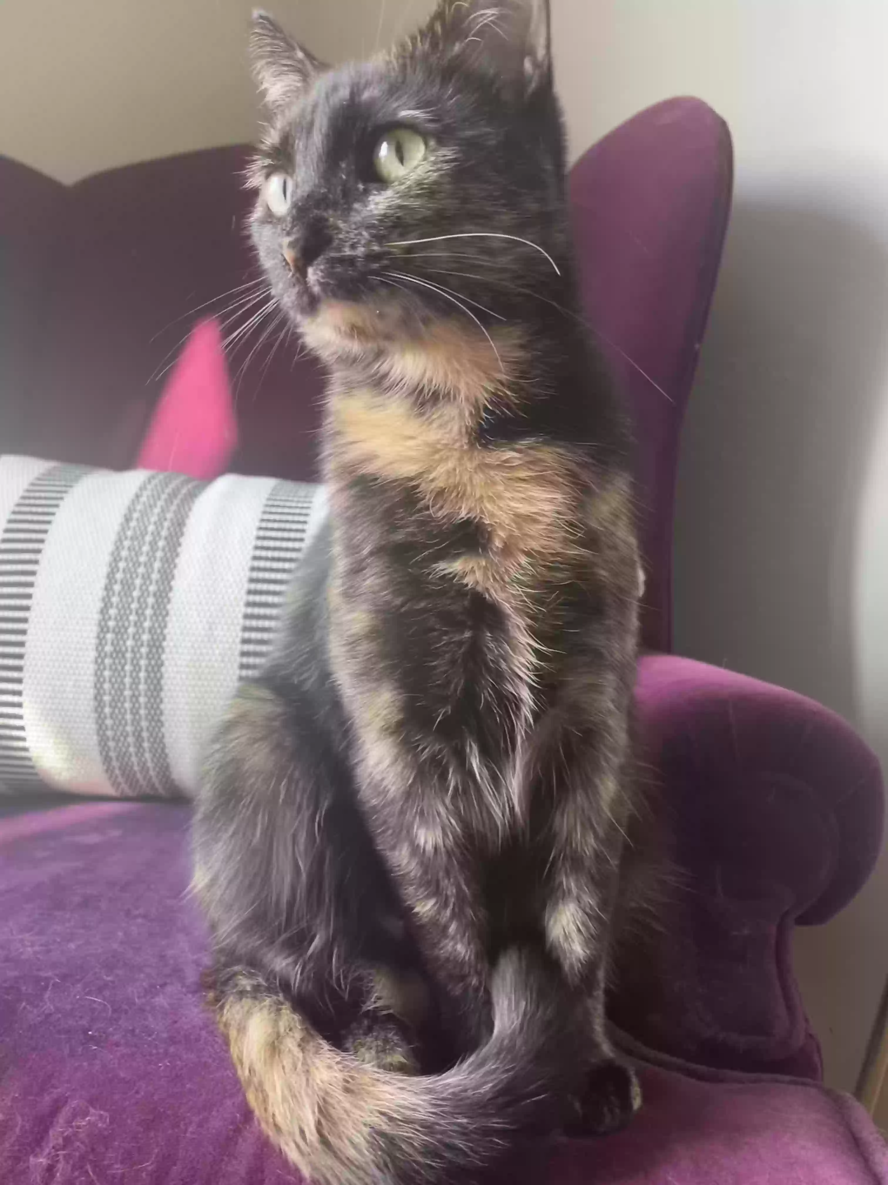 Lost cat in Sturgeon Bay, WI, 54235