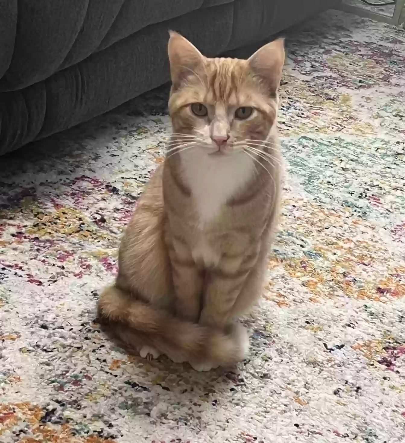Lost cat in Nutley, NJ, 7110