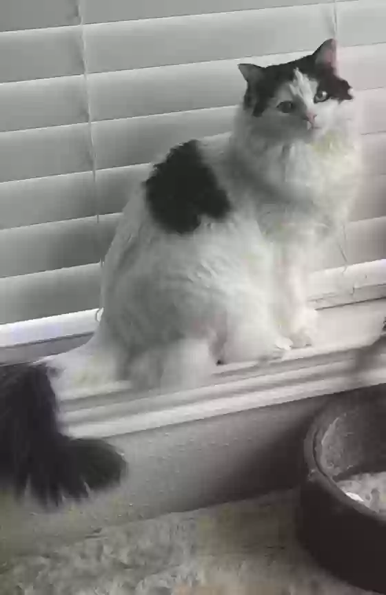 Lost cat in Houston, TX, 77064