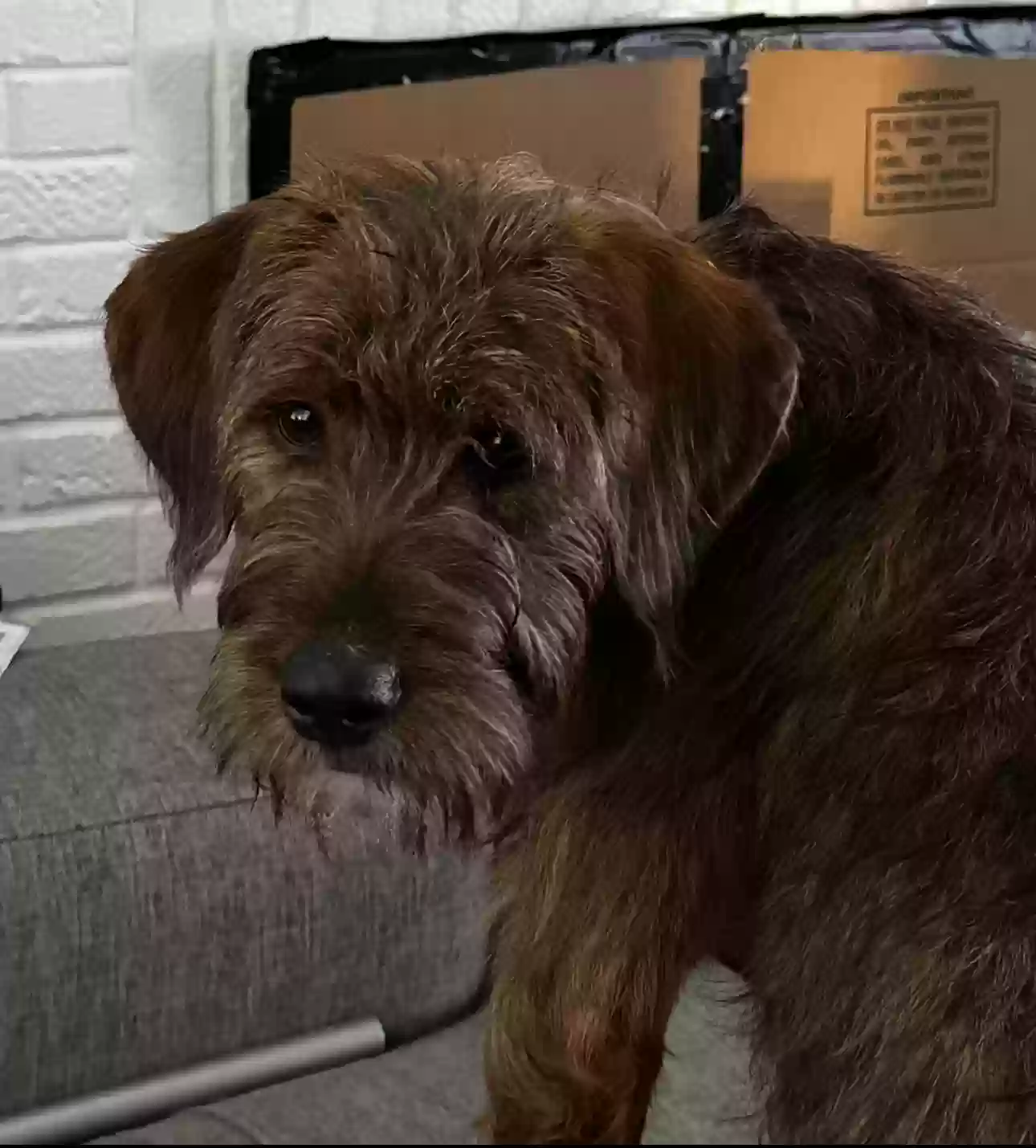 Lost dog in Capitol Heights, MD, 20743