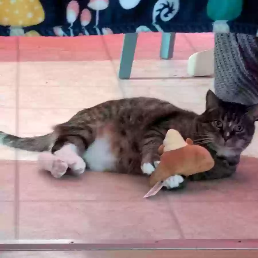 Lost cat in Maryville, TN, 37804