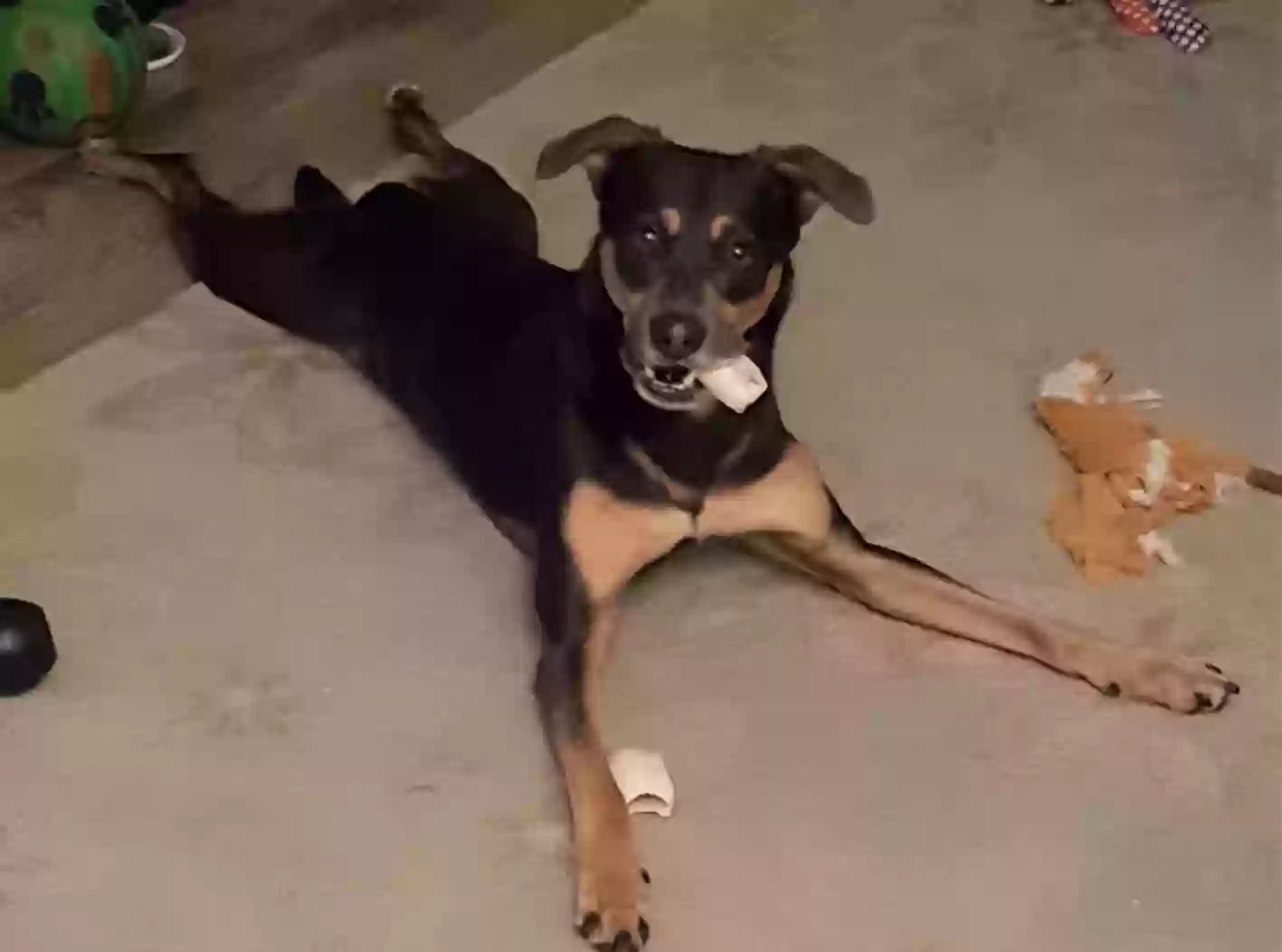 Lost dog in Newfield, NY, 14867