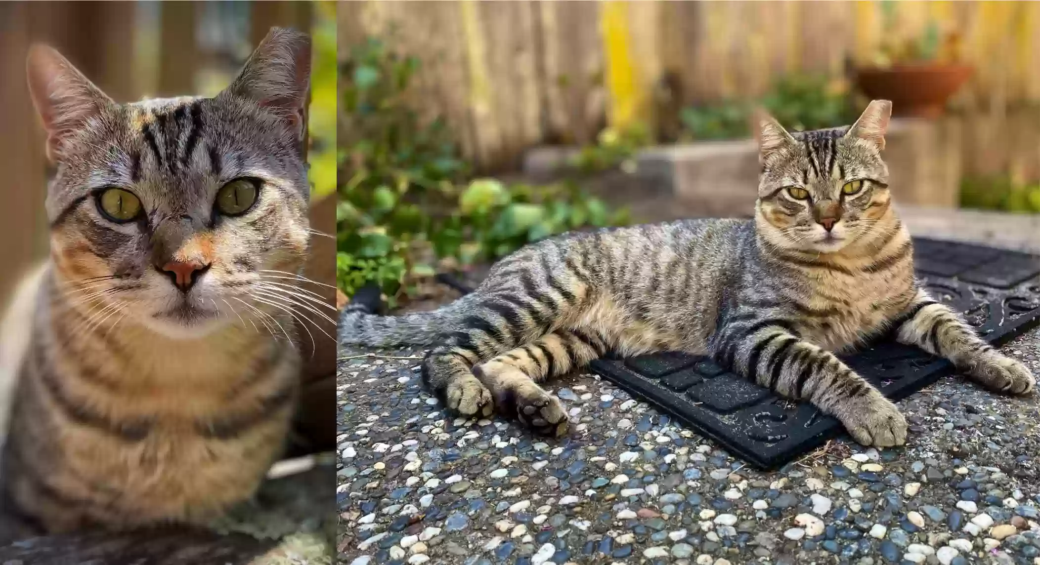 Lost cat in San Francisco, CA, 94121