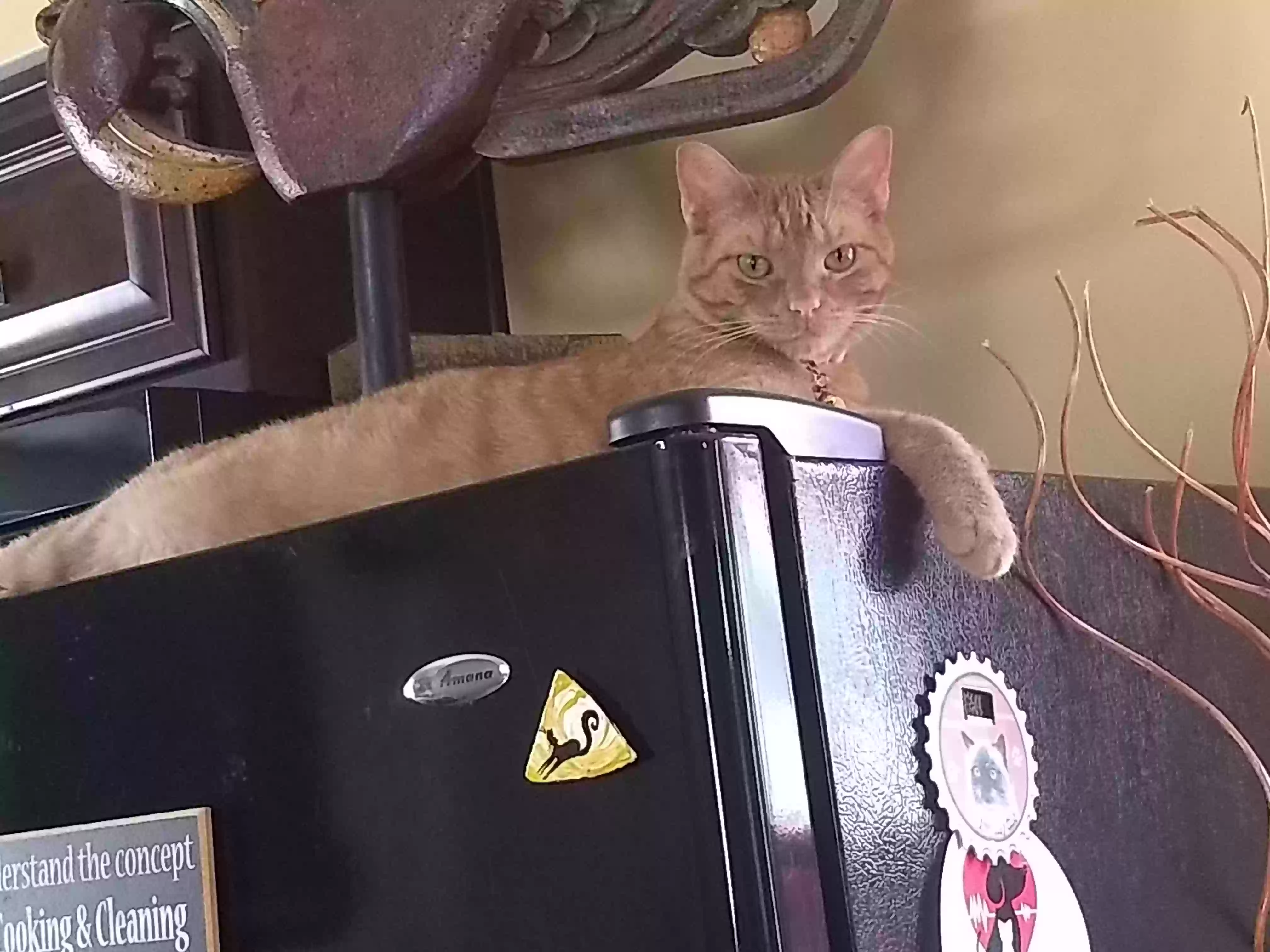 Lost cat in Pittsburgh, PA, 15220