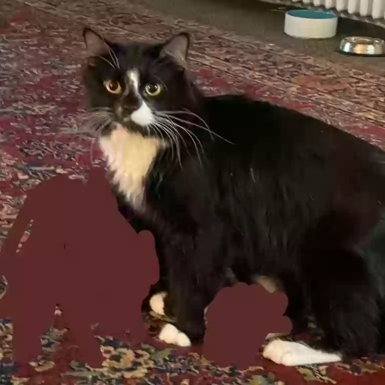 Lost cat in Saint Paul, MN, 55104