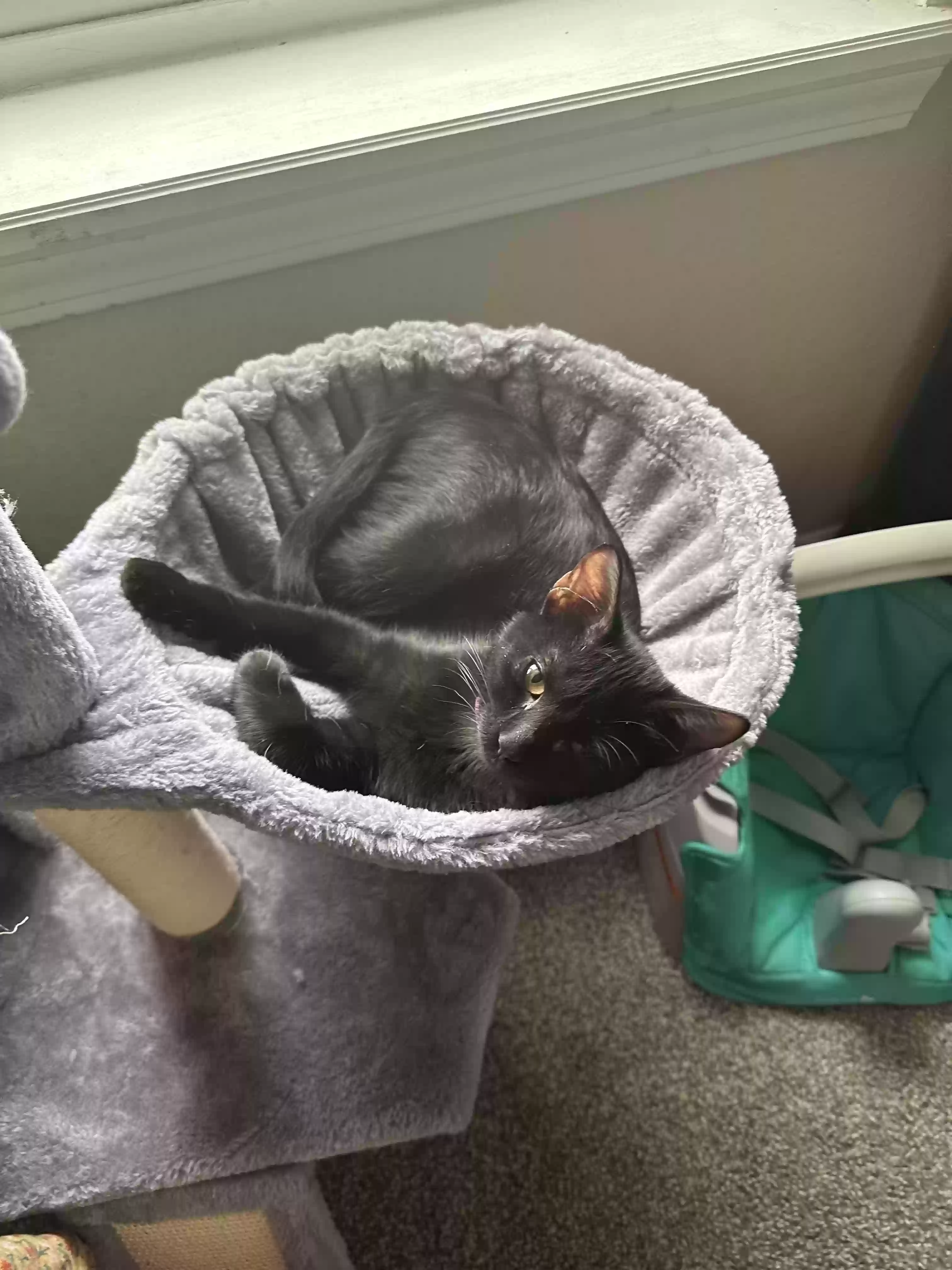 Lost cat in Rapid City, SD, 57703