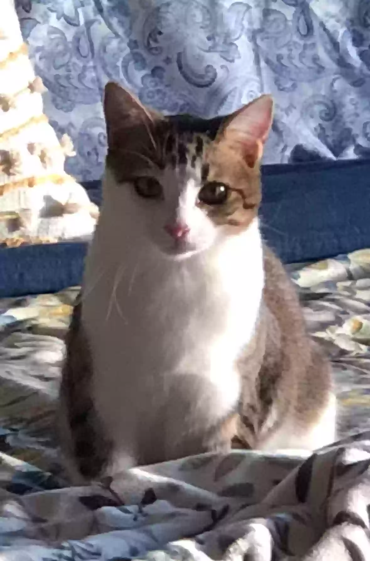 Lost cat in Seattle, WA, 98155