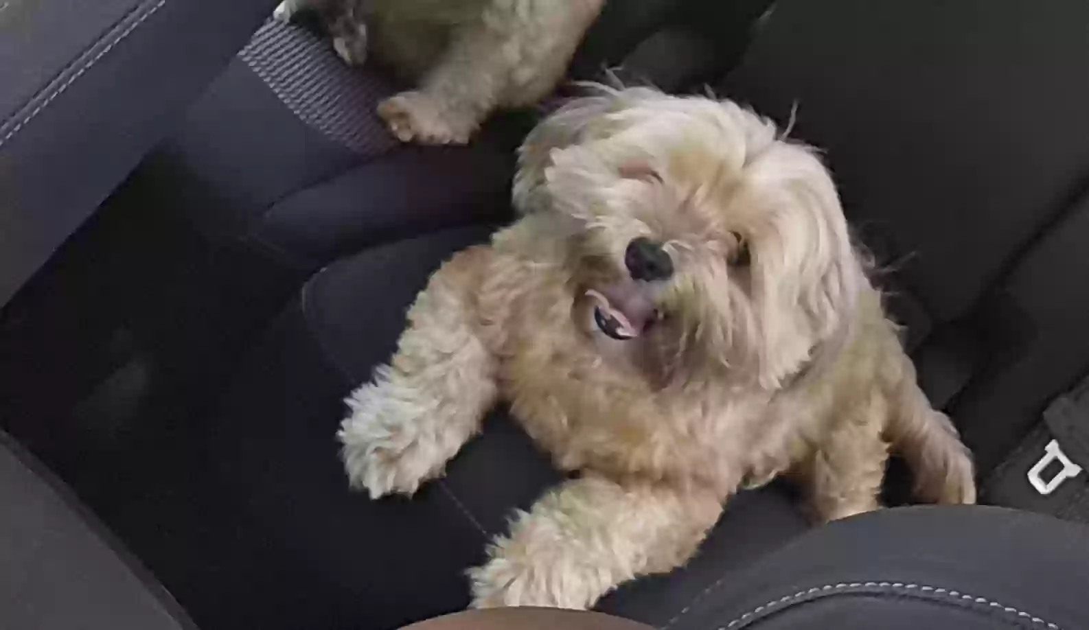 Lost dog in Decatur, GA, 30034