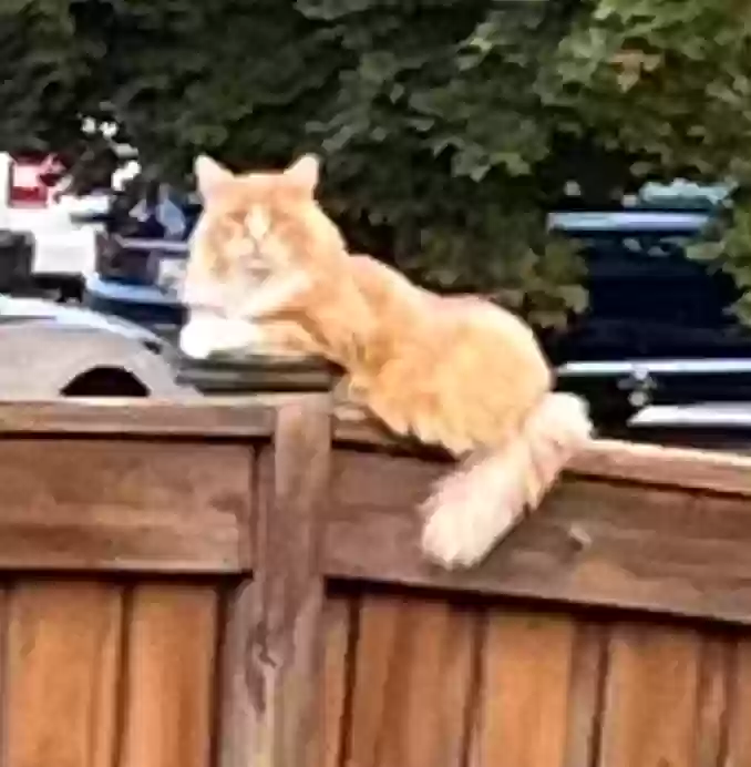 Lost cat in Riverton, UT, 84065