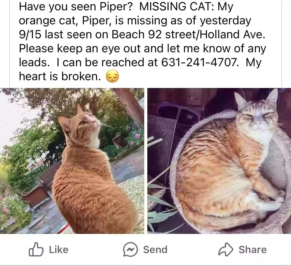 Lost cat in Far Rockaway, NY, 11693