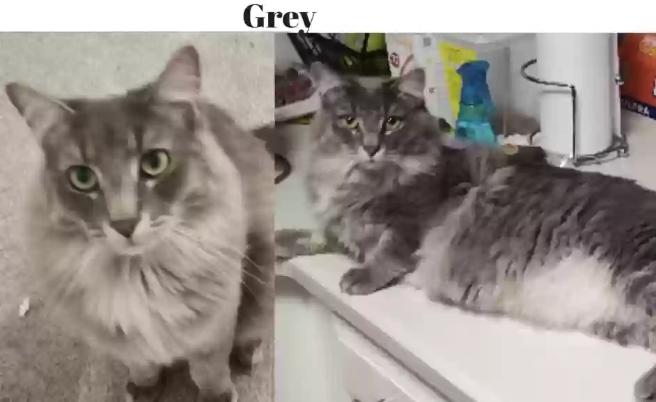 Lost cat in Colorado Springs, CO, 80921