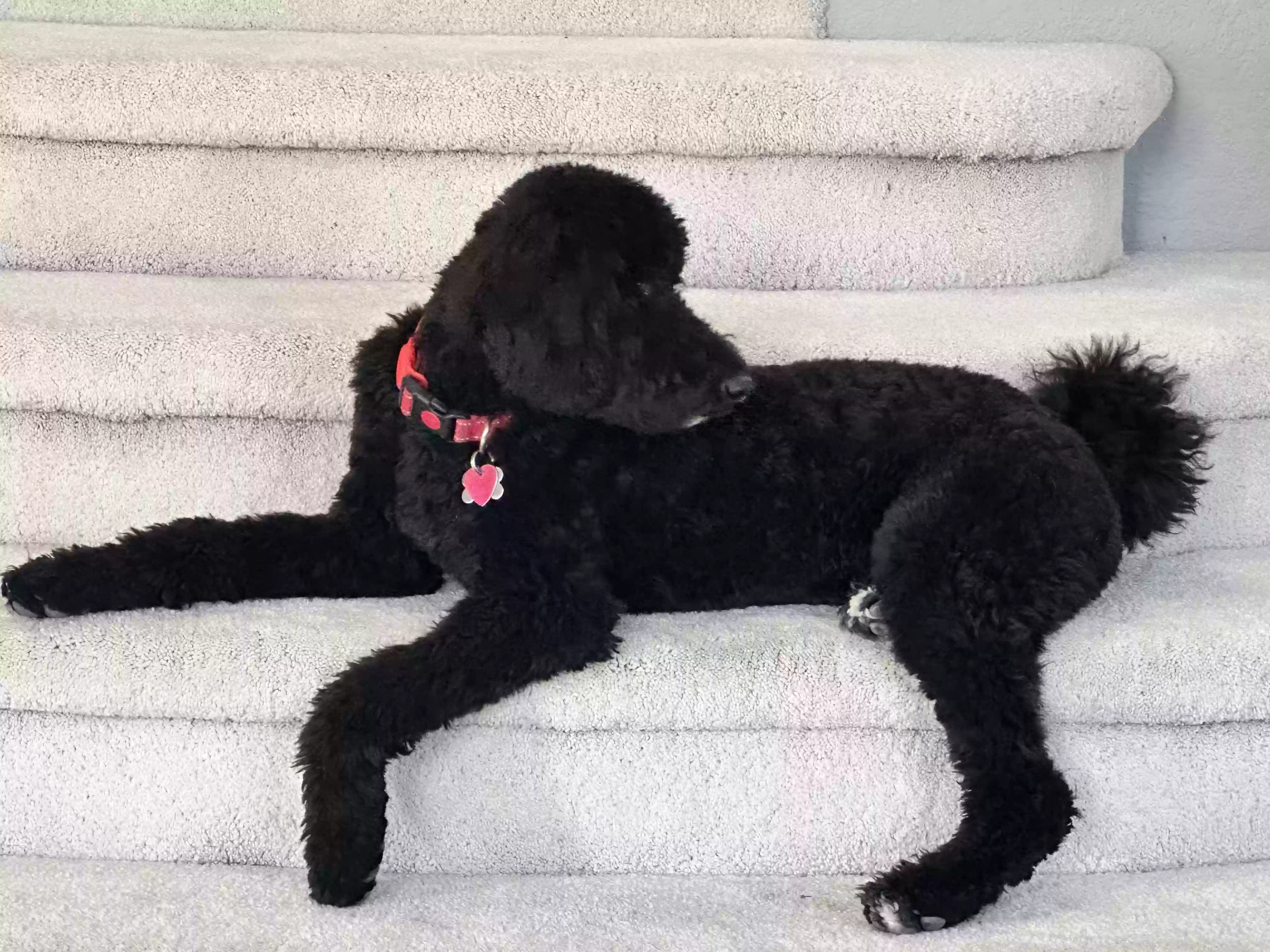 Lost dog in Las Vegas, NV, 89124