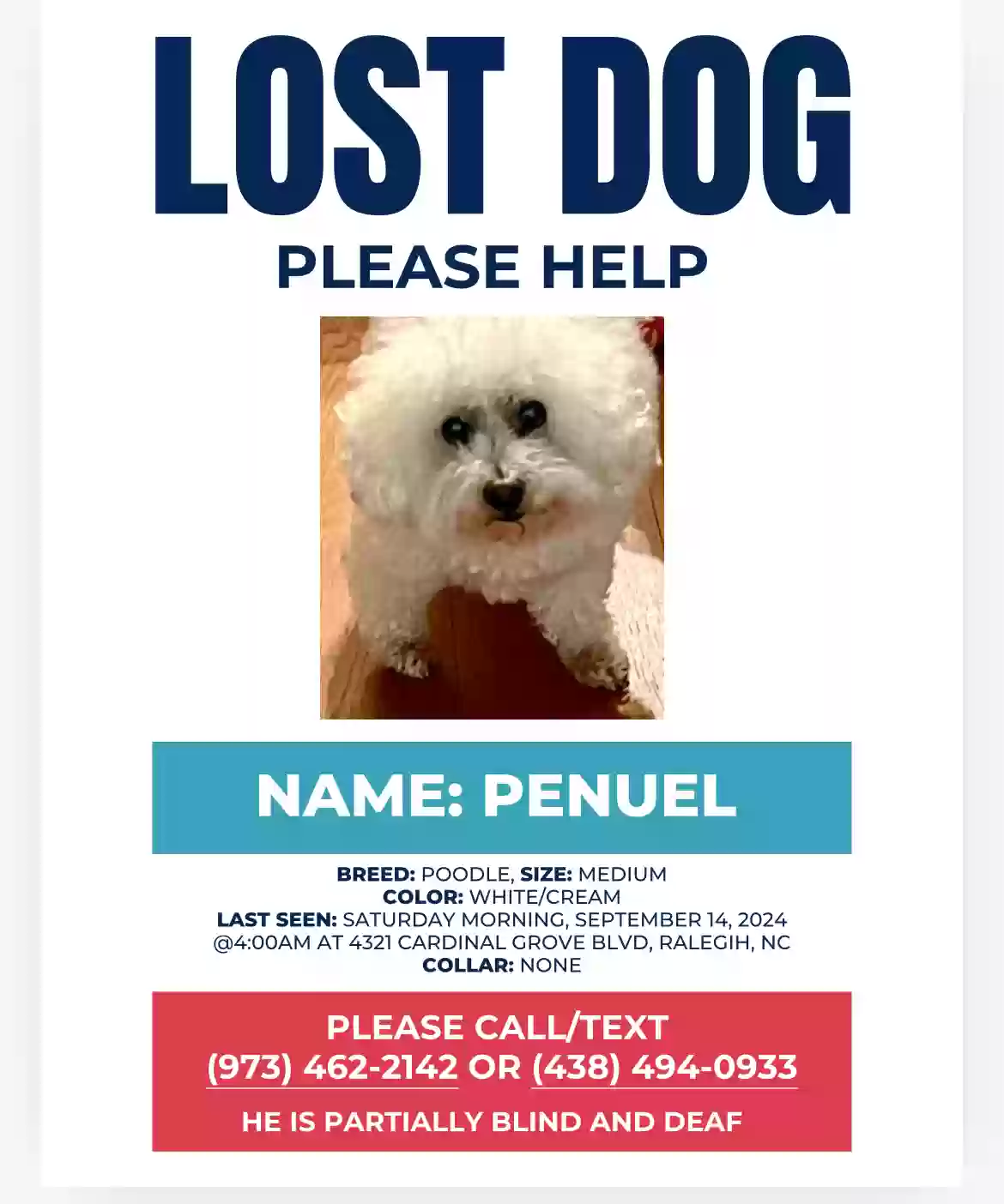 Lost dog in Raleigh, NC, 27616