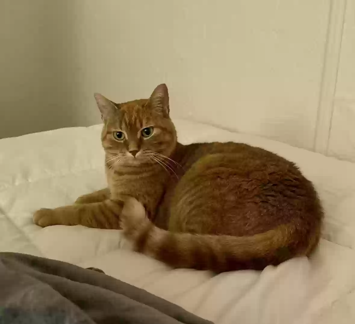 Lost cat in New Baltimore, MI, 48047