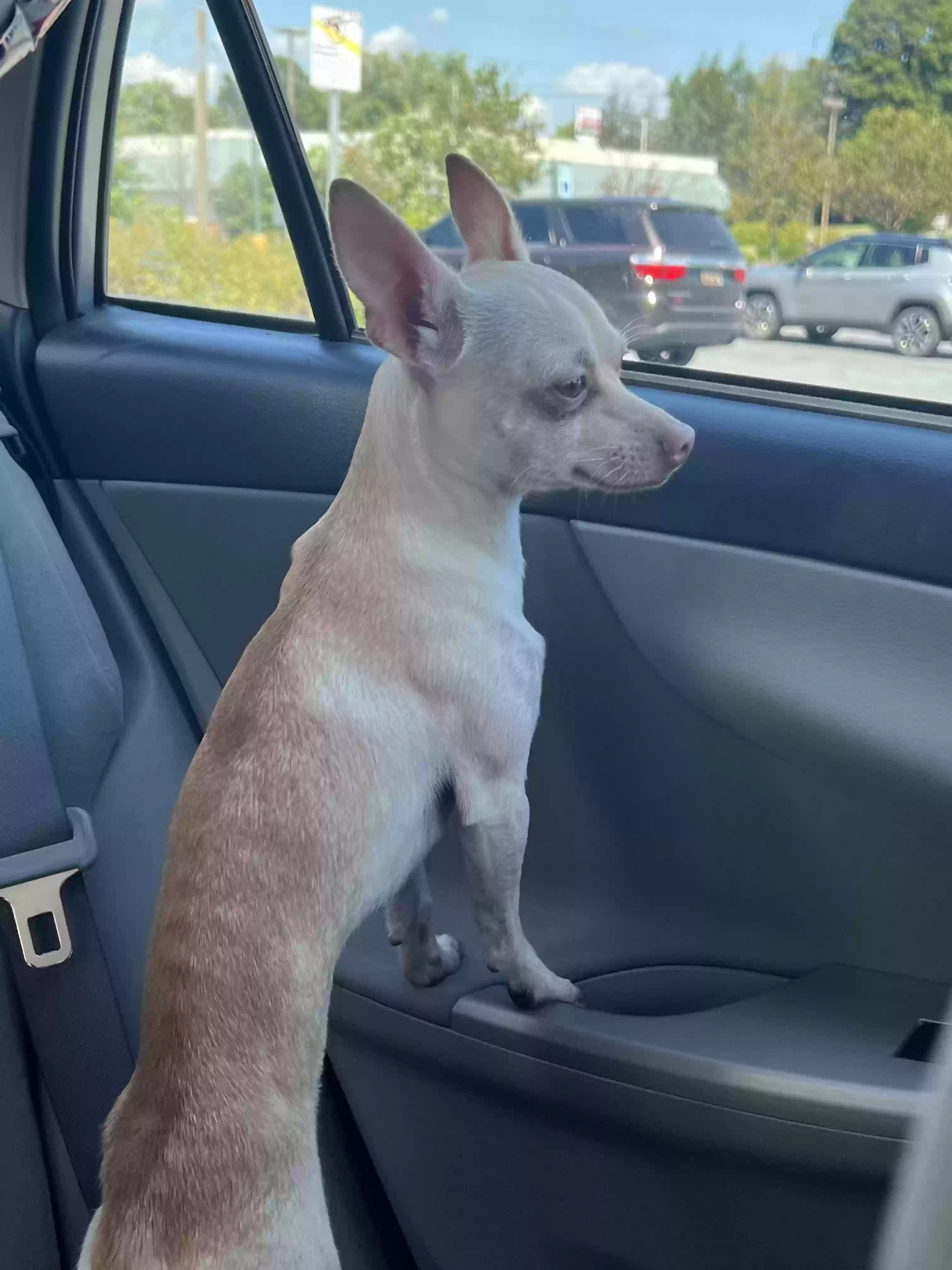Lost dog in Wilmington, DE, 19805