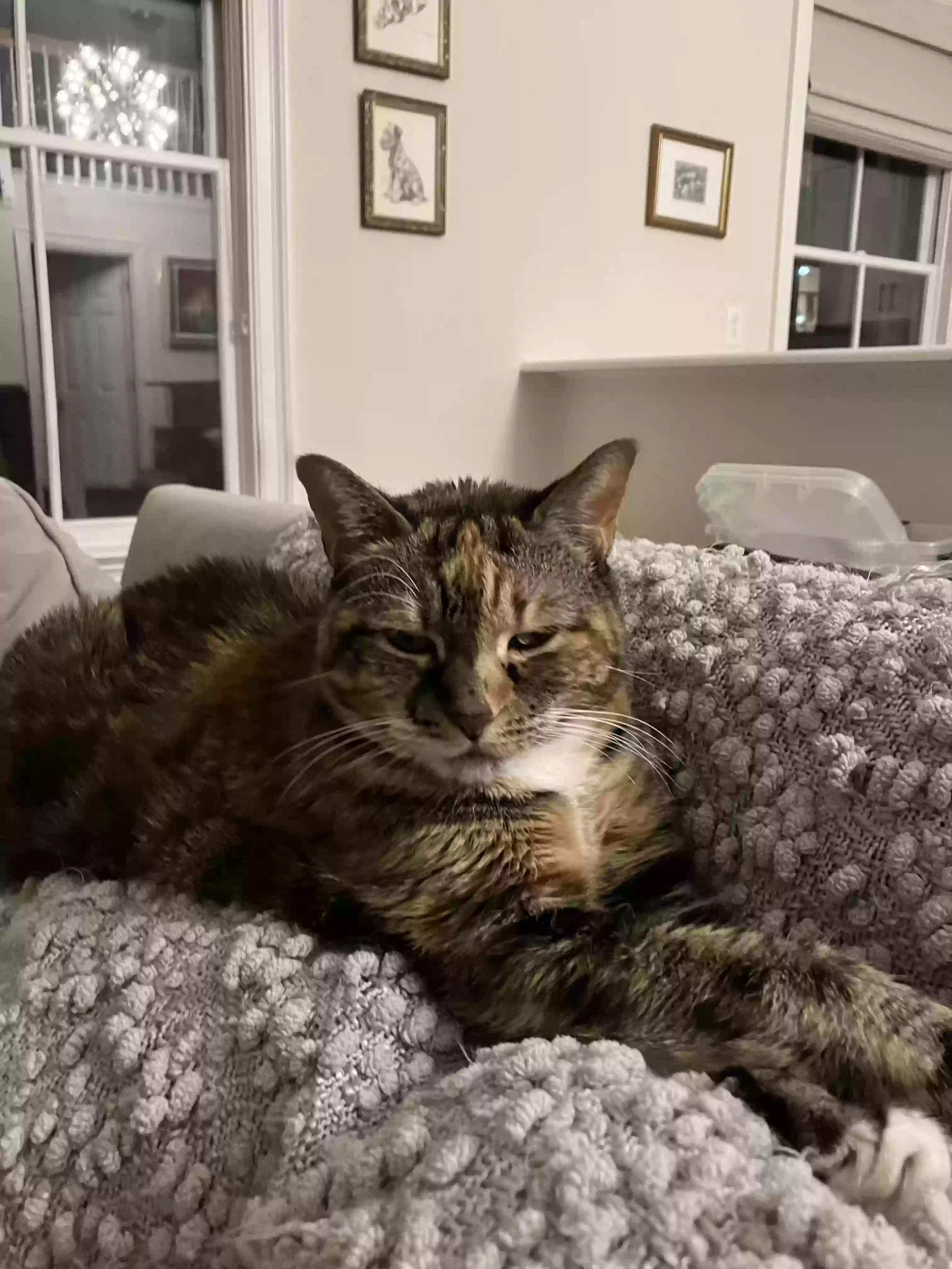 Lost cat in Norwalk, CT, 6854