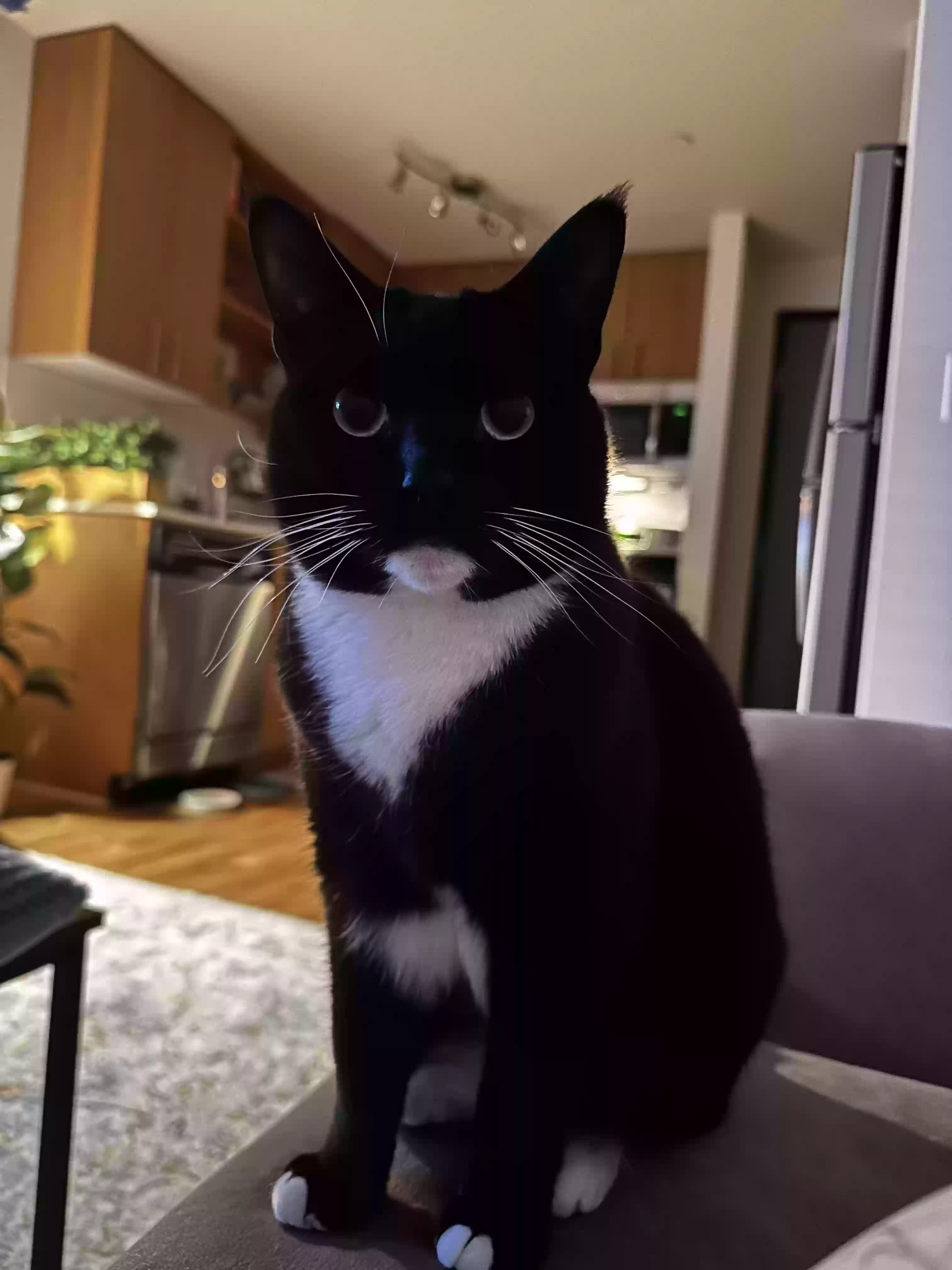 Lost cat in Berkeley, CA, 94703