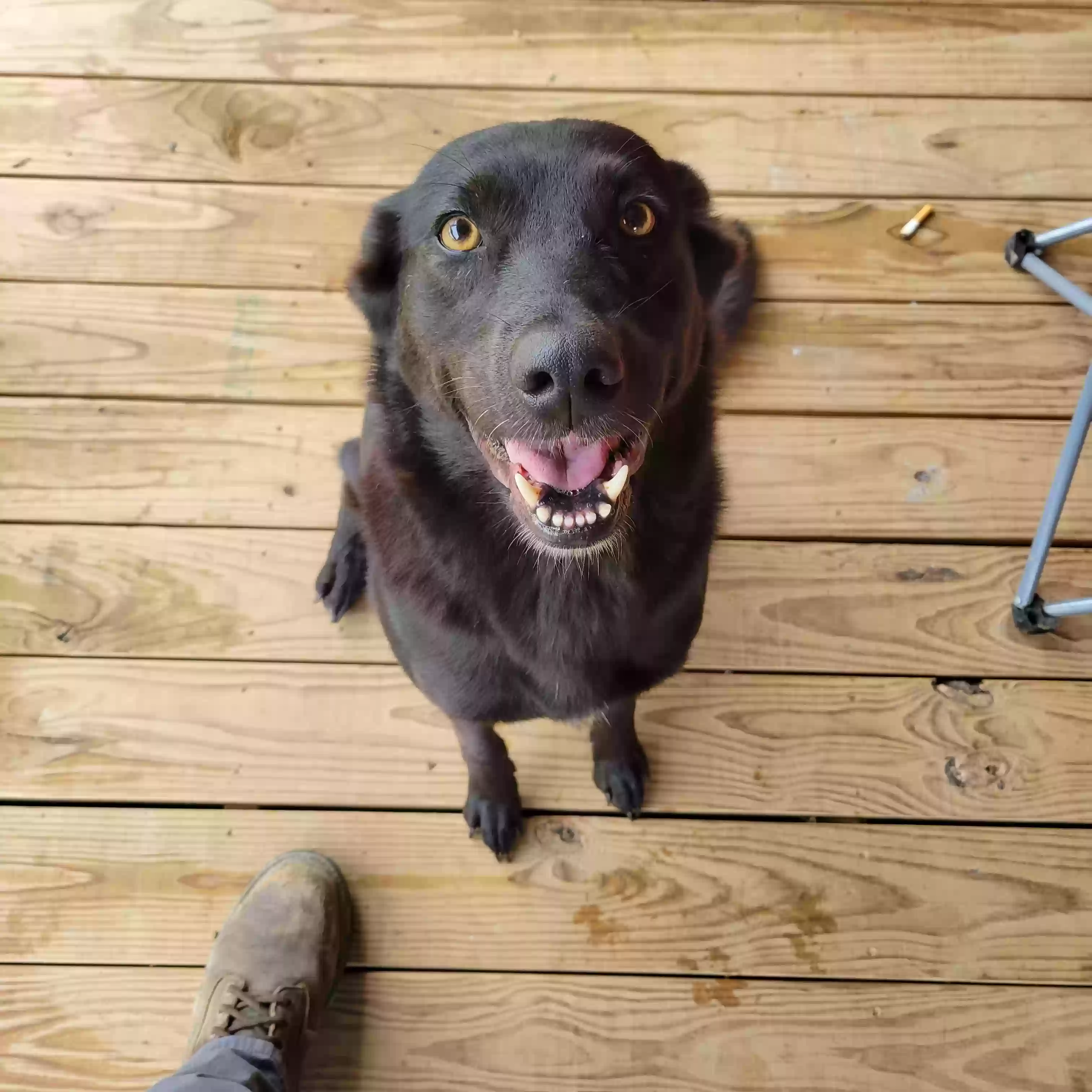 Lost dog in Pipe Creek, TX, 78063