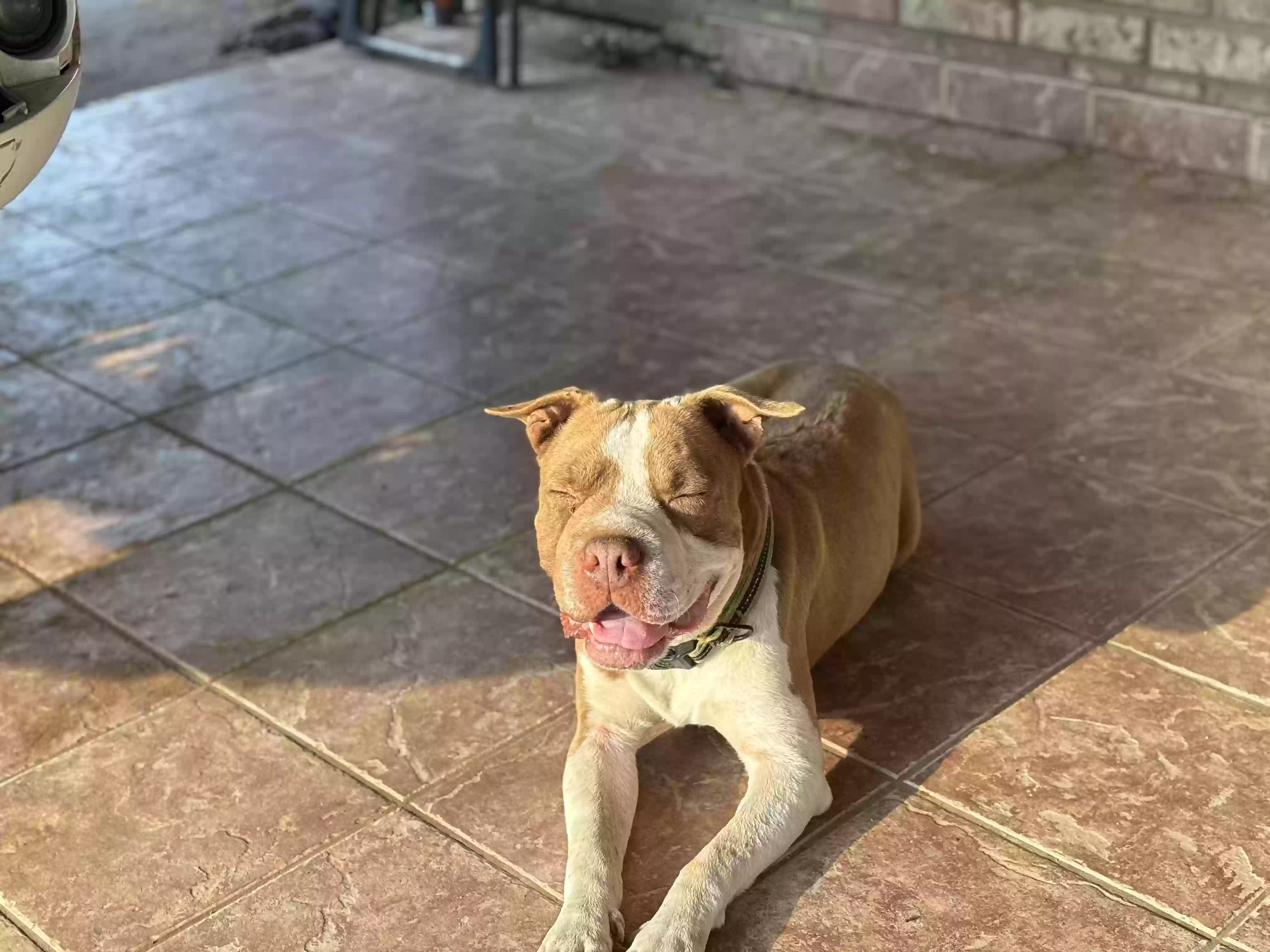 Lost dog in Laredo, TX, 78043